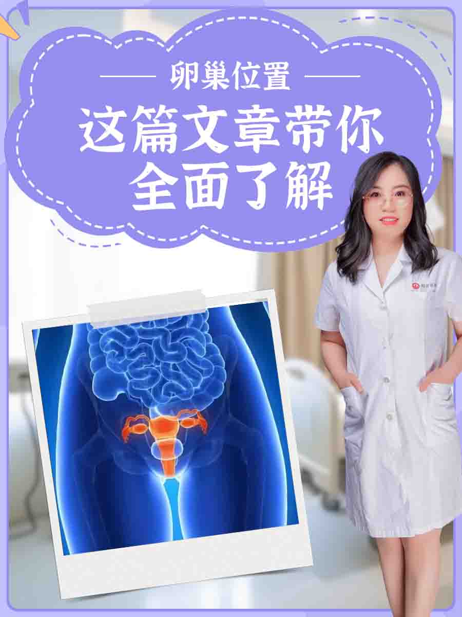 卵巢位置:这篇文章带你全面了解