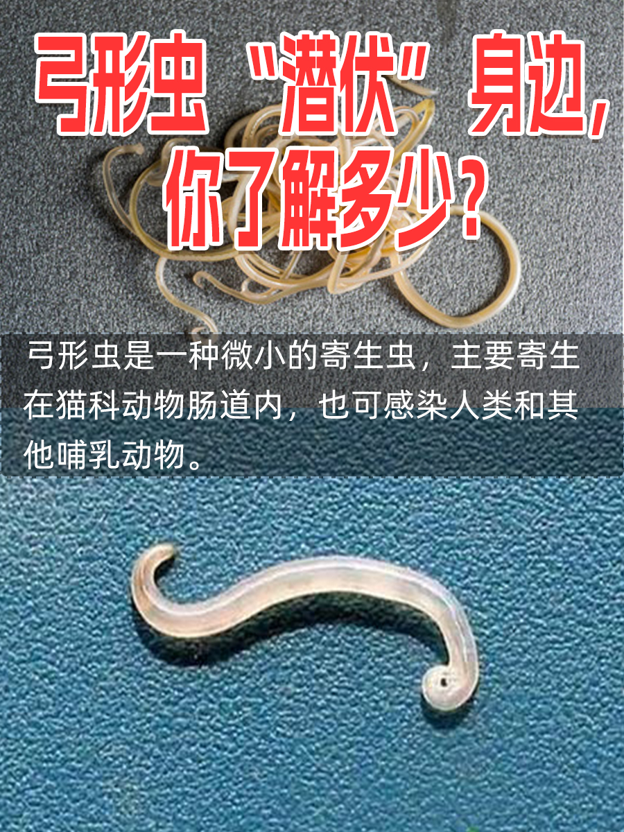 弓形虫 "潜伏" 身边,你了解多少?
