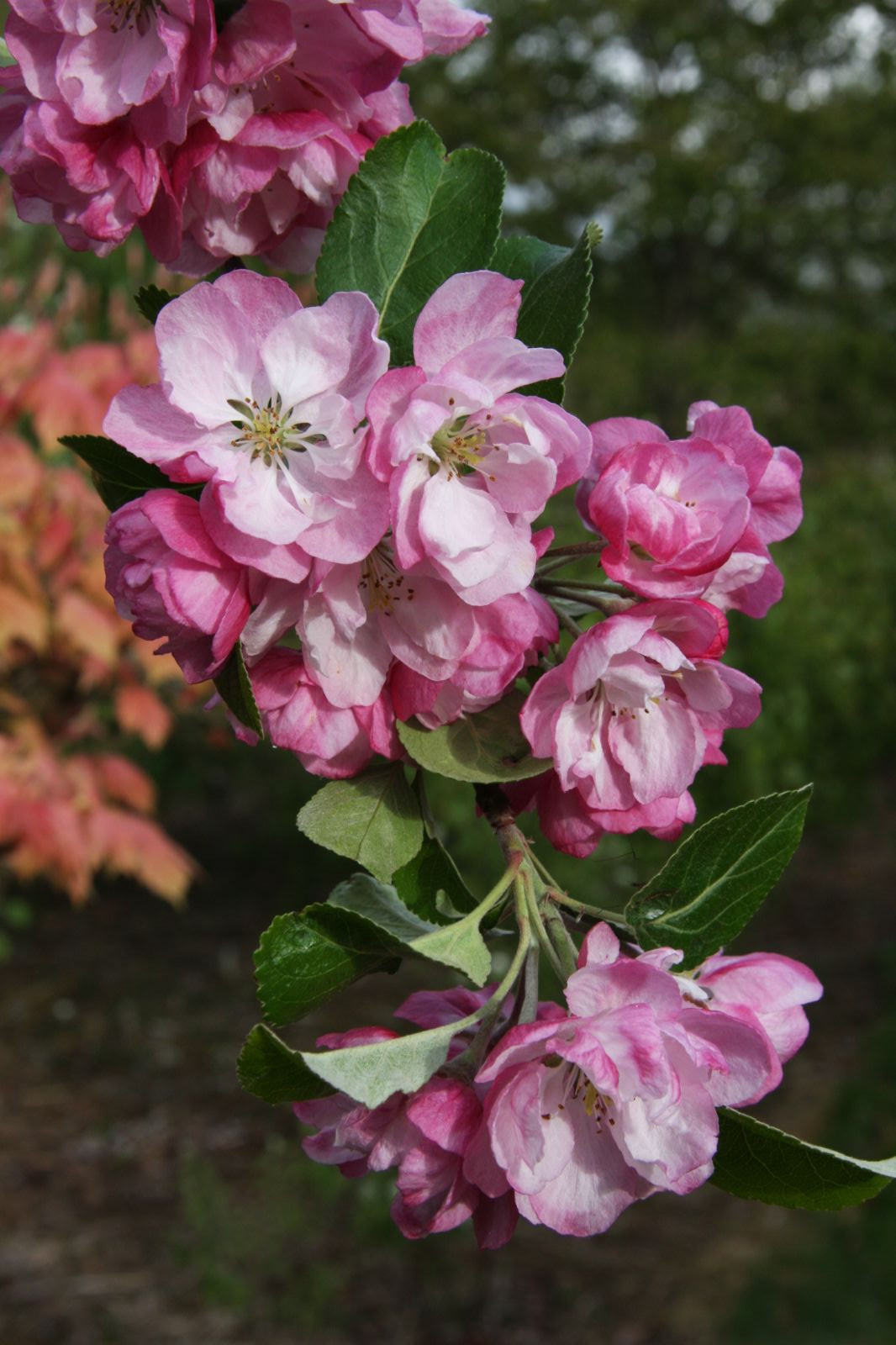 [鲜花]  海棠花春季3