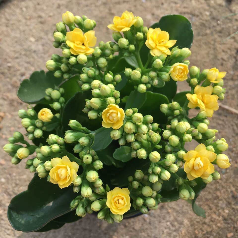 长寿花10月至11月长花苞,12月至次年4月盛开