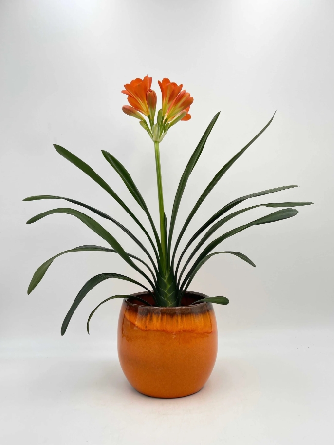 君子兰需合理施肥,可选氮磷钾复合肥,有机肥,缓释肥和液体肥