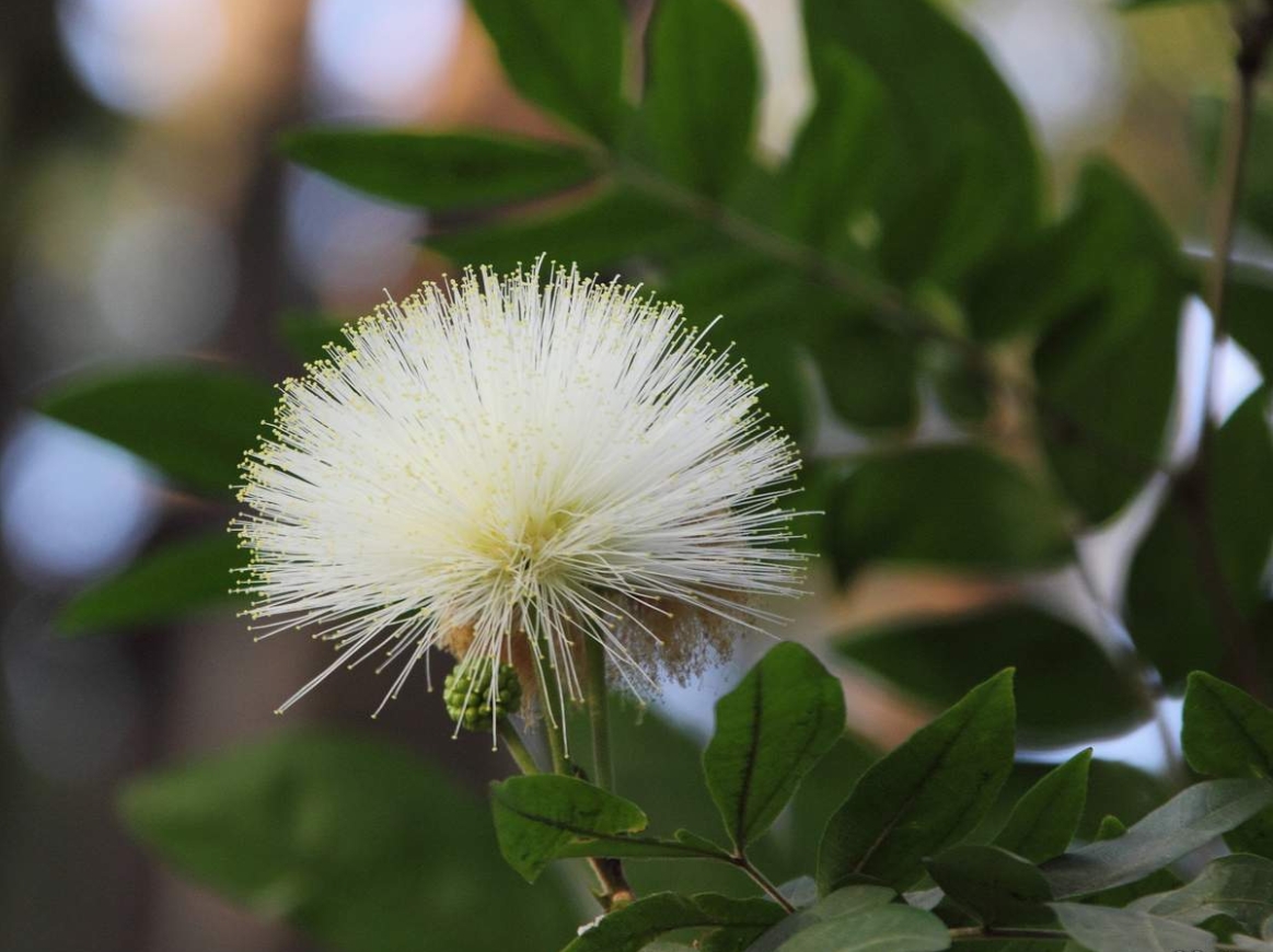 绒球花是常绿灌木,花朵绒球状,色彩鲜艳,喜温暖湿润,花期长