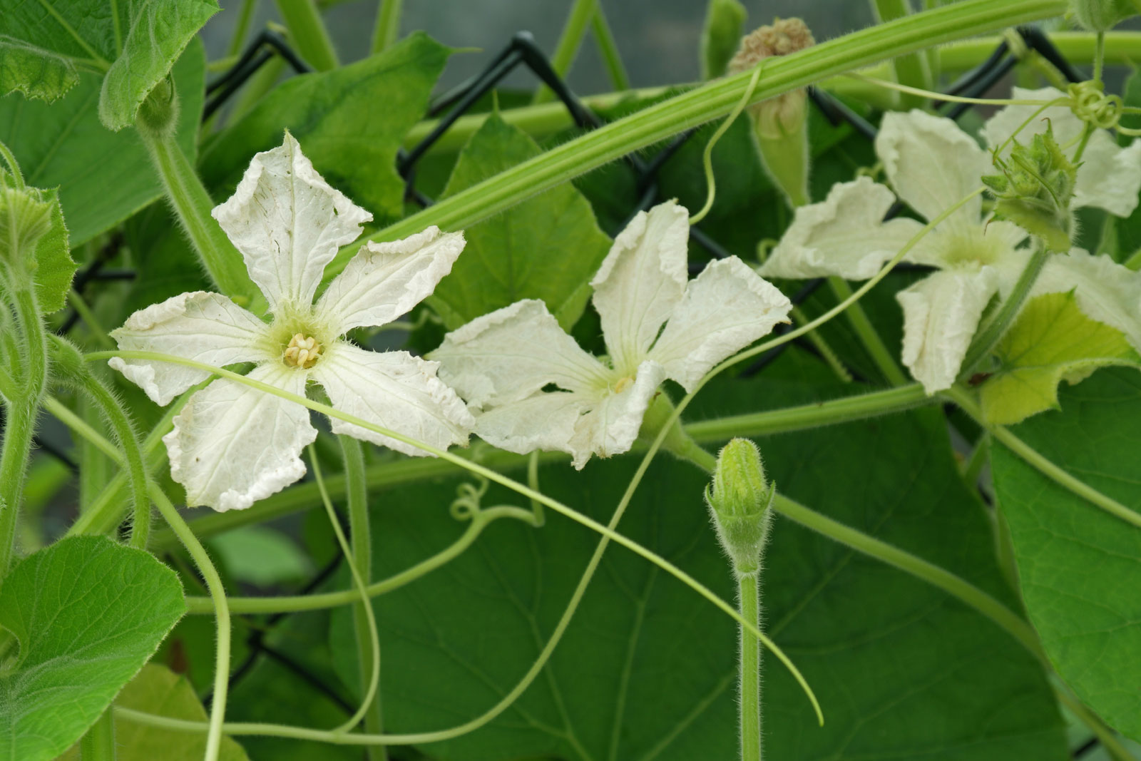 1.短暂美好:花期短暂,代表美丽虽易逝却格外珍贵; 2