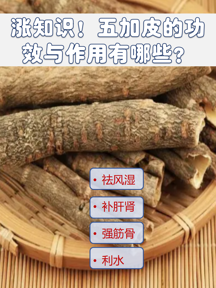 五加皮的功效与作用有哪些?