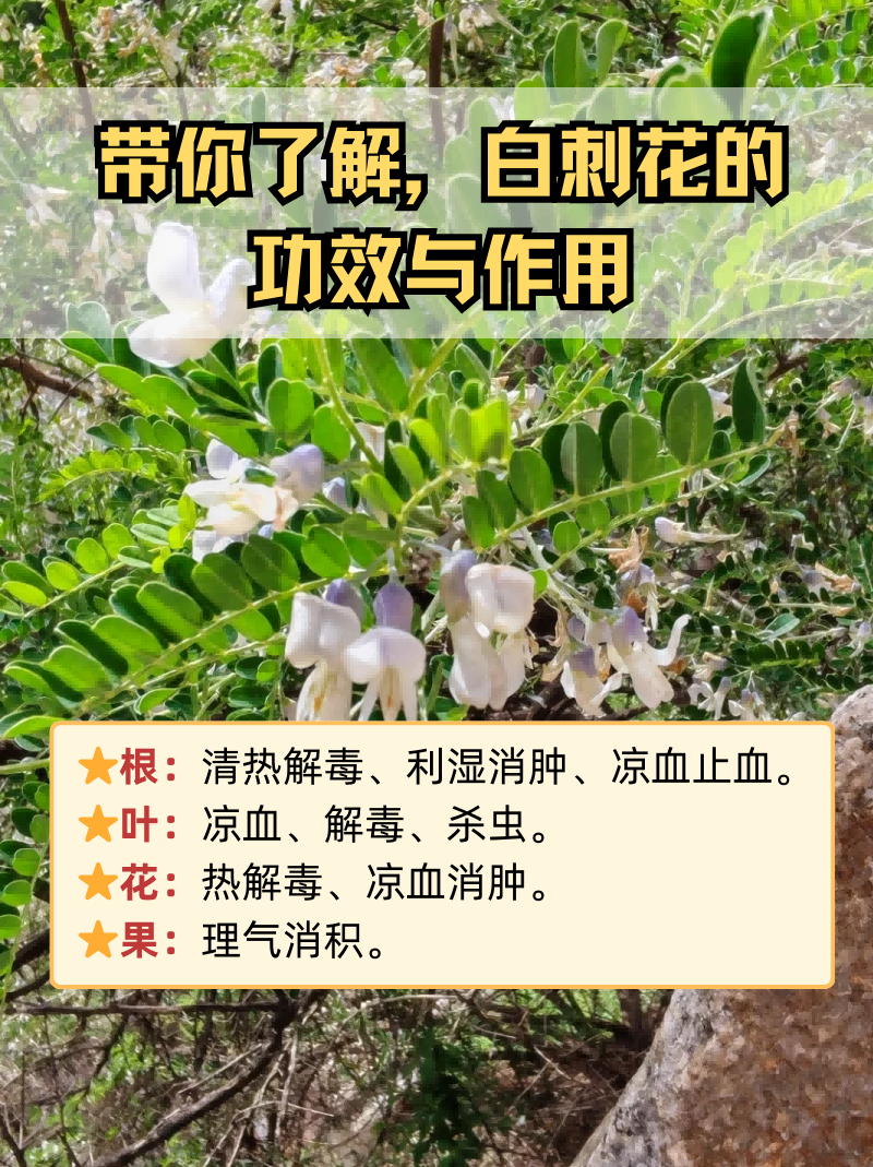 带你了解,白刺花的功效与作用