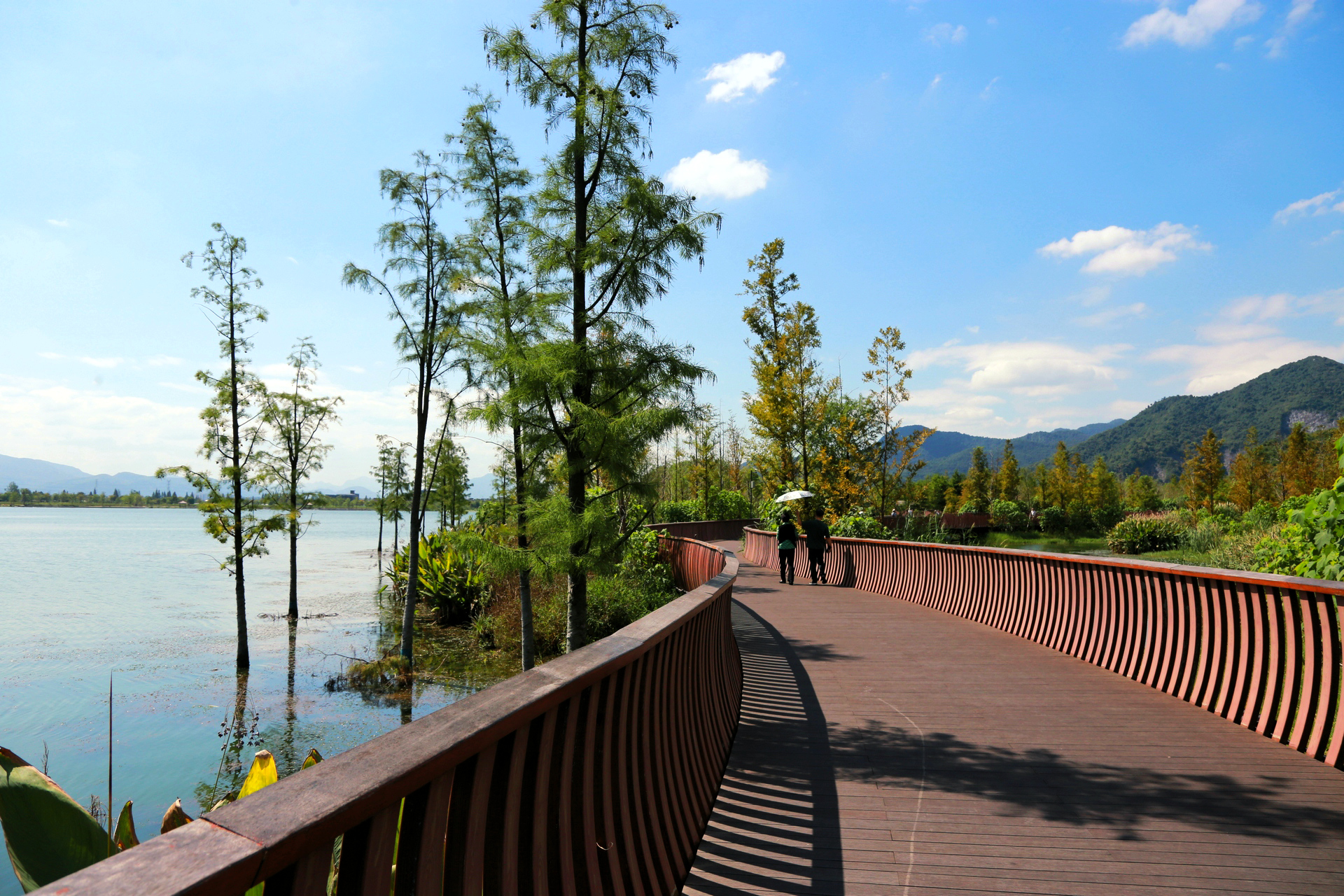 轻轻松松国庆假# 杭州秋日徒步推荐,水边的这条杉树长廊太治愈