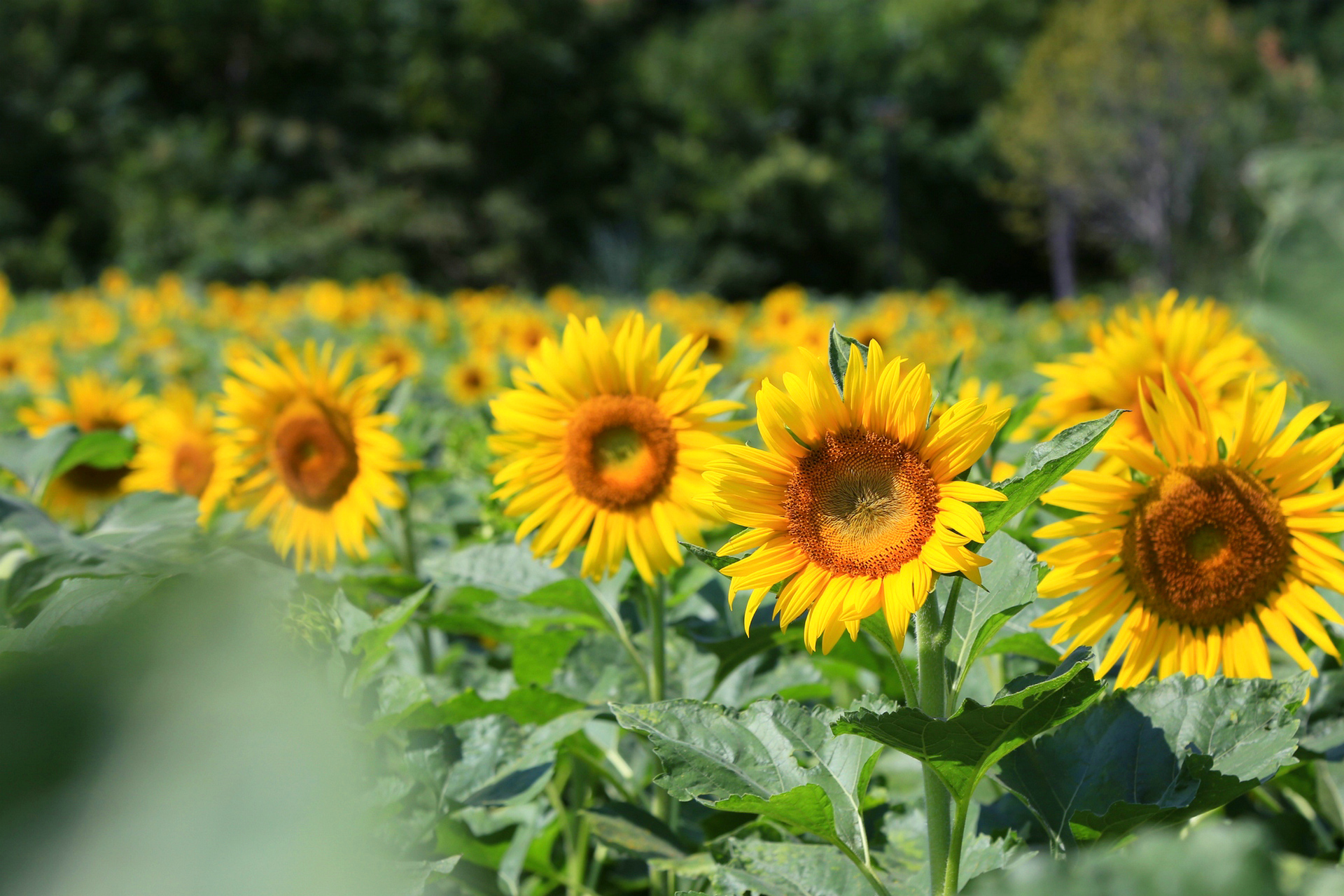 金秋不宅家# 秋日这片唯美的向日葵花海,就在杭州西湖区双浦镇!