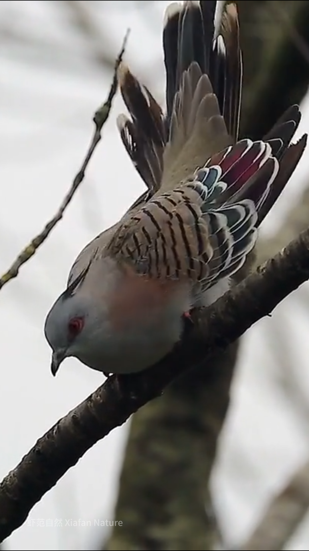 它的羽毛如水墨画般淡雅,黑白交织中透露着高贵