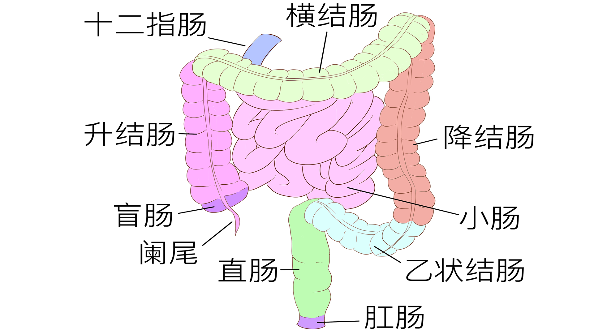 骨盆直肠间隙位置图图片