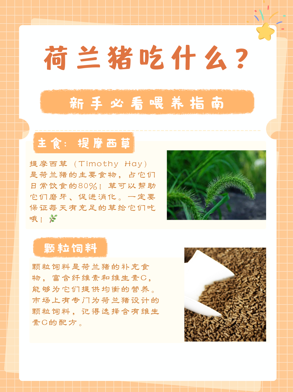 荷兰猪吃什么?