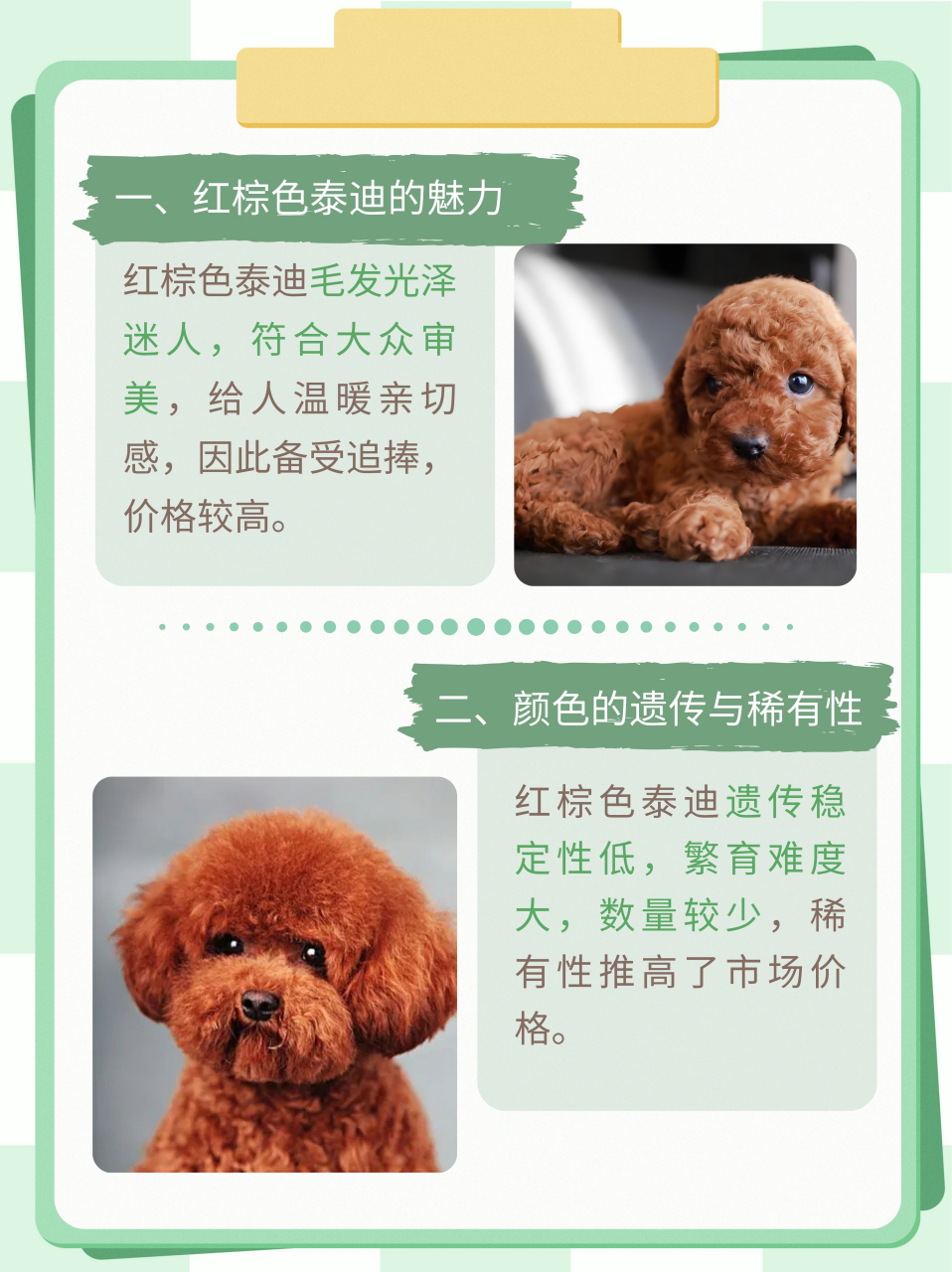 在众多颜色中,红棕色泰迪犬往往价格最高.