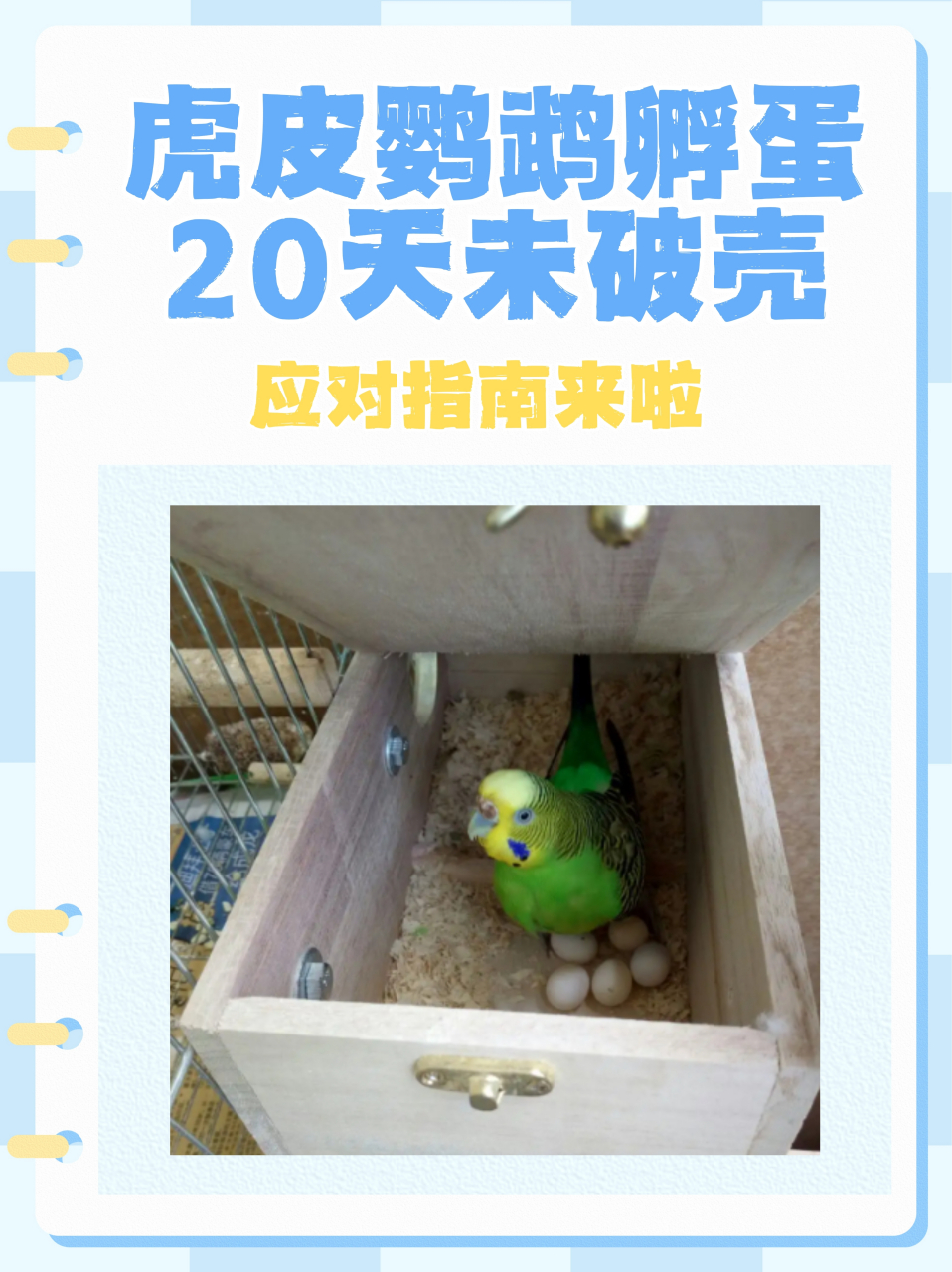 了解虎皮鹦鹉的孵化周期 📅 虎皮鹦鹉的孵化周期通常为18