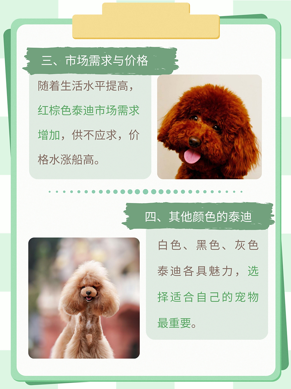 在众多颜色中,红棕色泰迪犬往往价格最高.