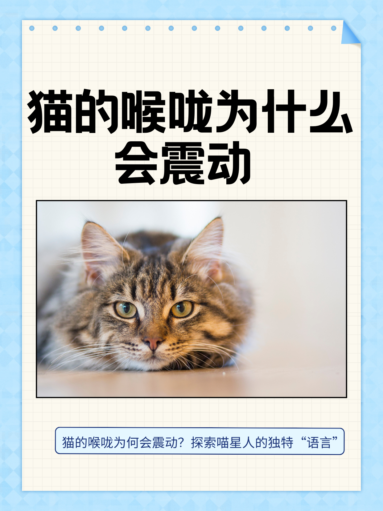 磁力猫是不是不能用了=磁力猫是不是不能用了呢