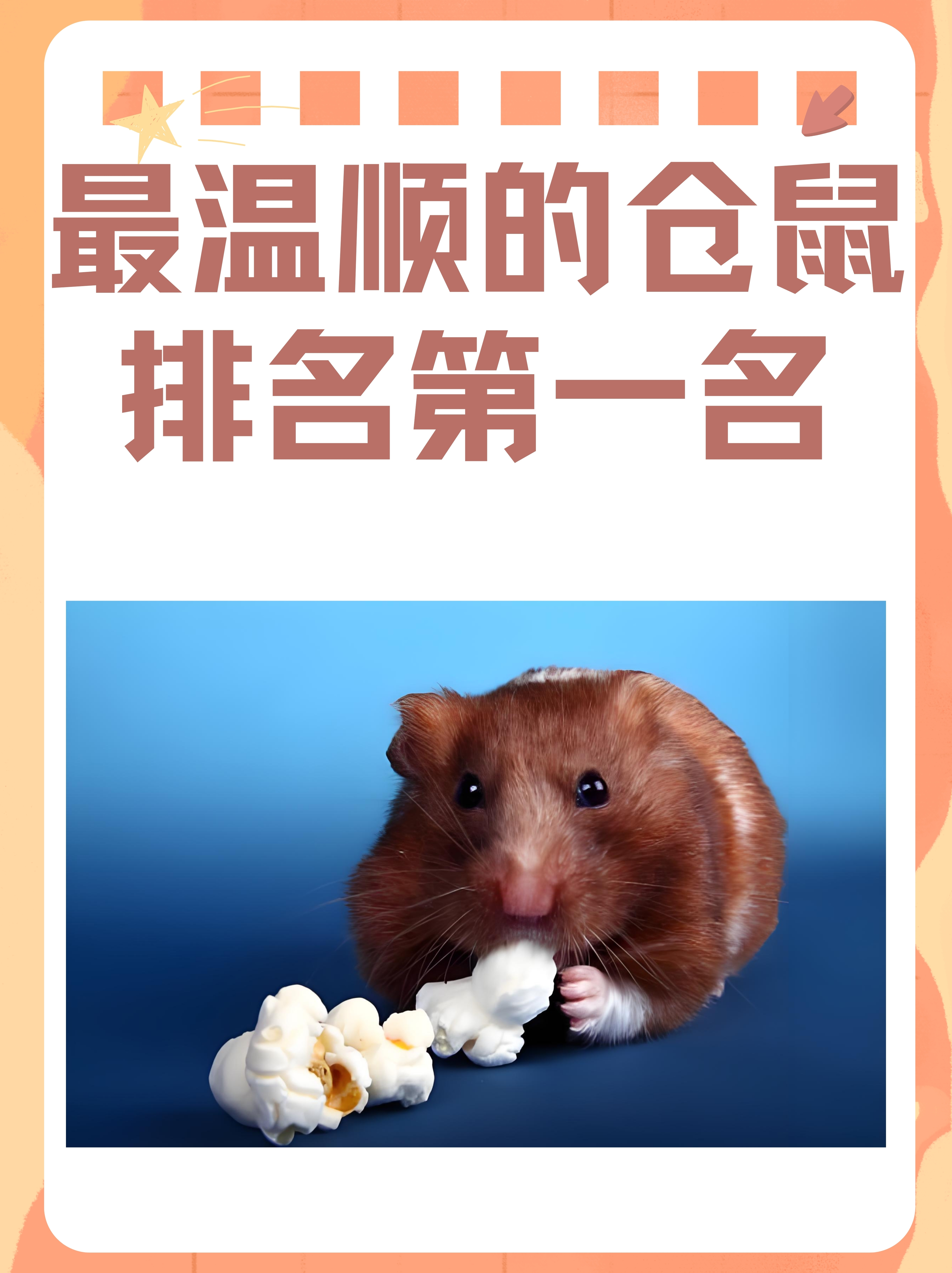 最温顺的仓鼠排名第一名:叙利亚仓鼠的温柔魅力