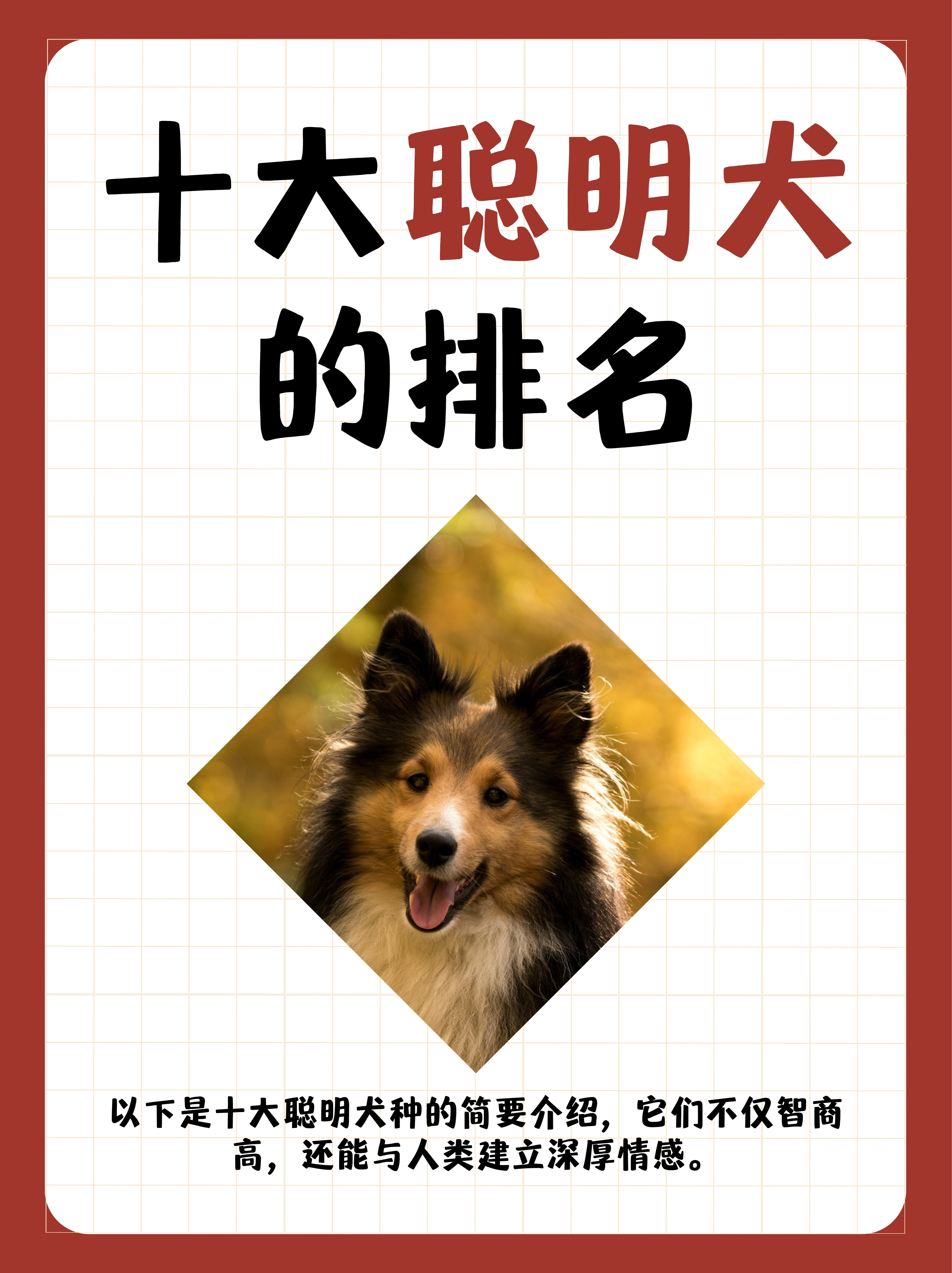 十大聪明犬排行榜