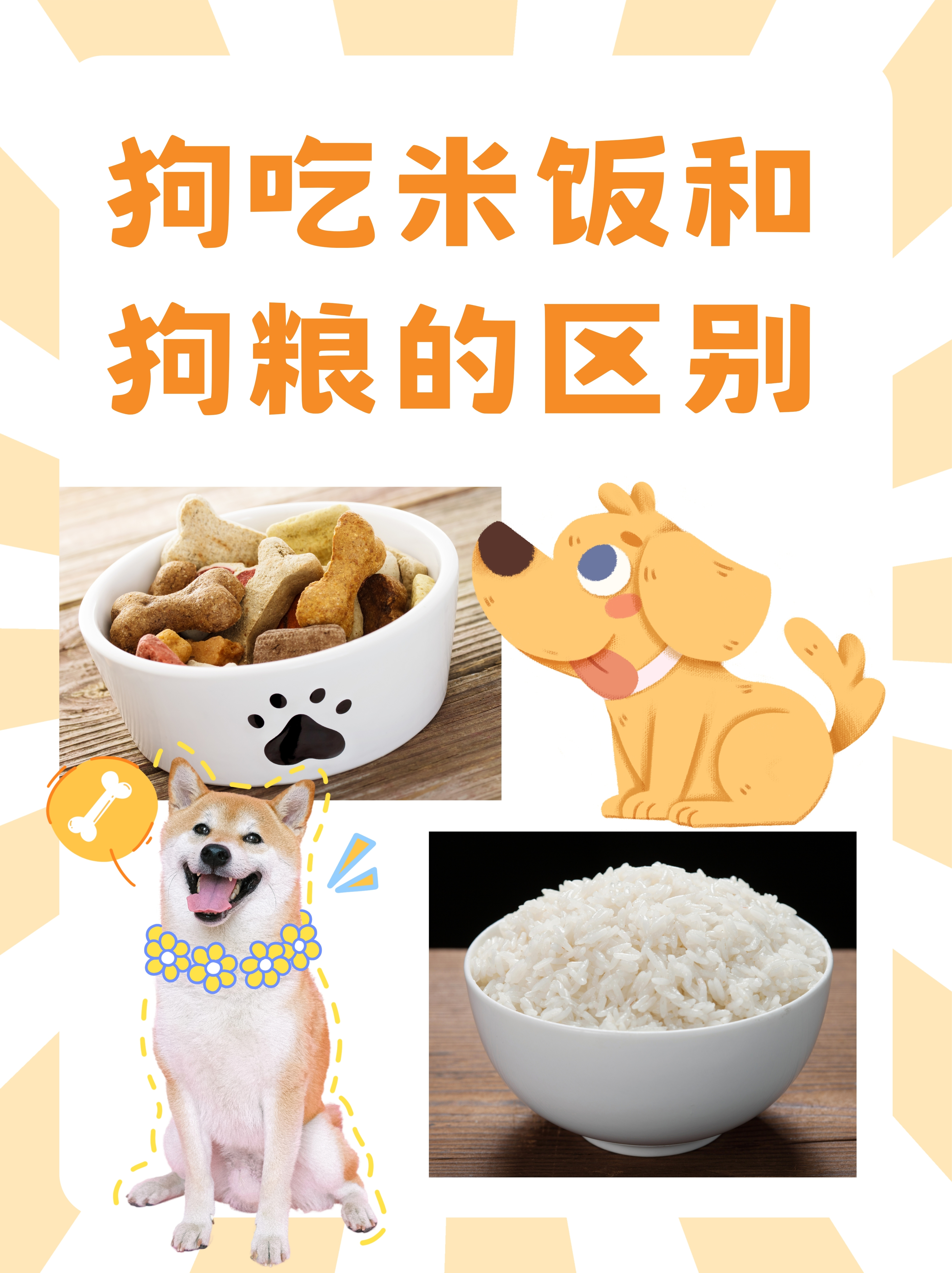 狗狗吃米饭和狗粮,最直观的区别在于营养均衡性
