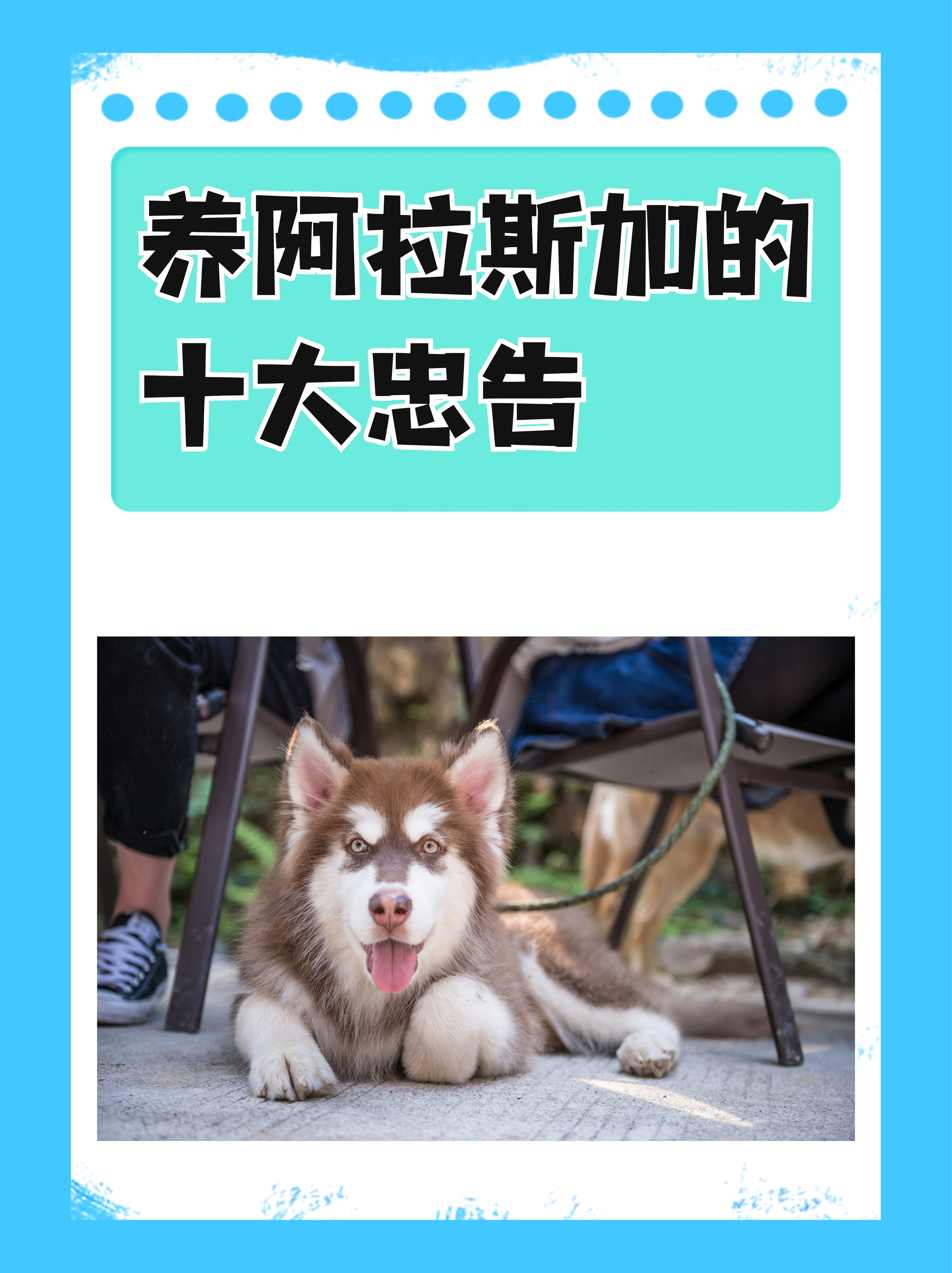 妈妈和猛犬阿拉斯加图片