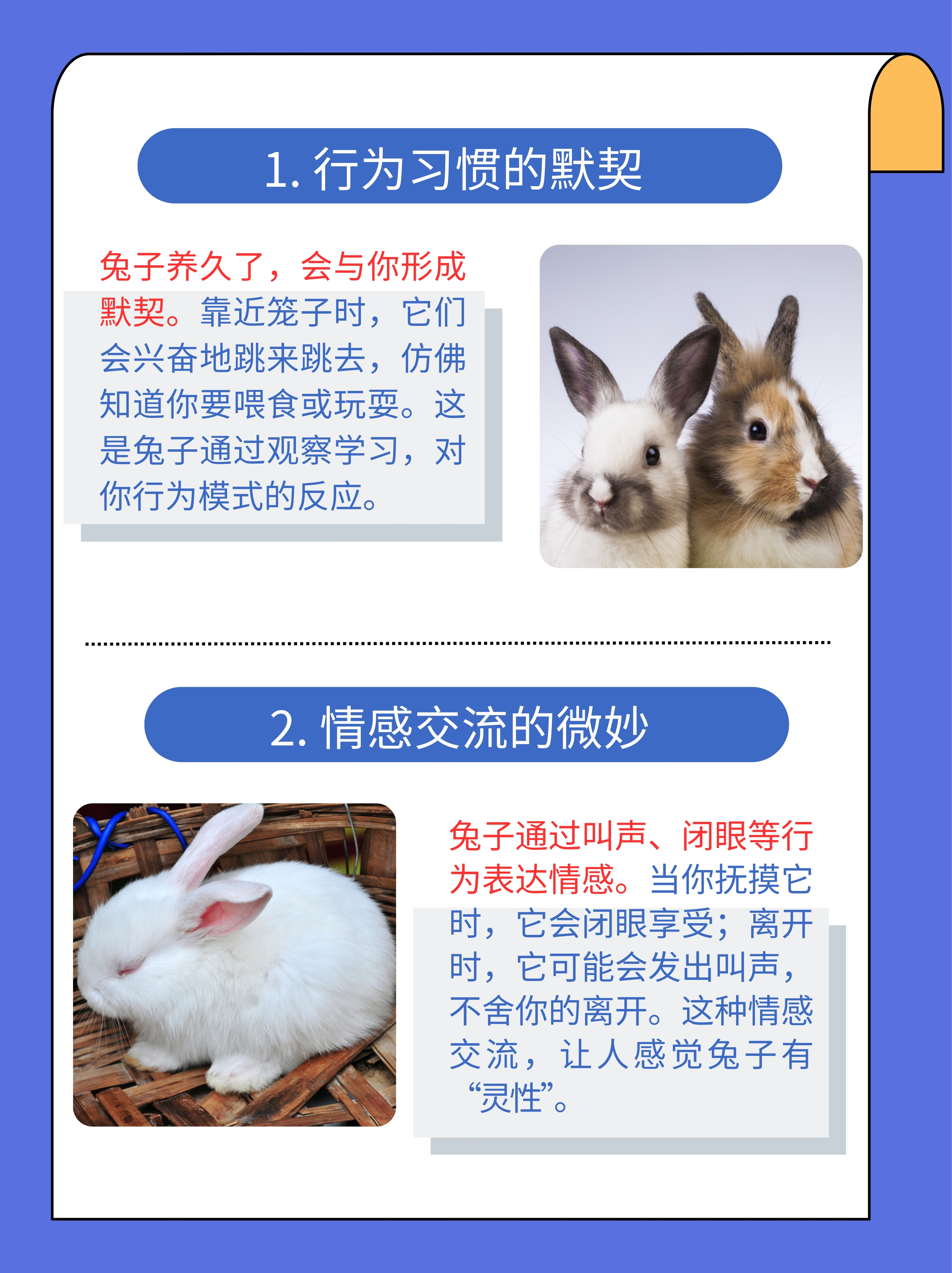 兔子3个地方不能养(养兔子100只一年挣多少钱)