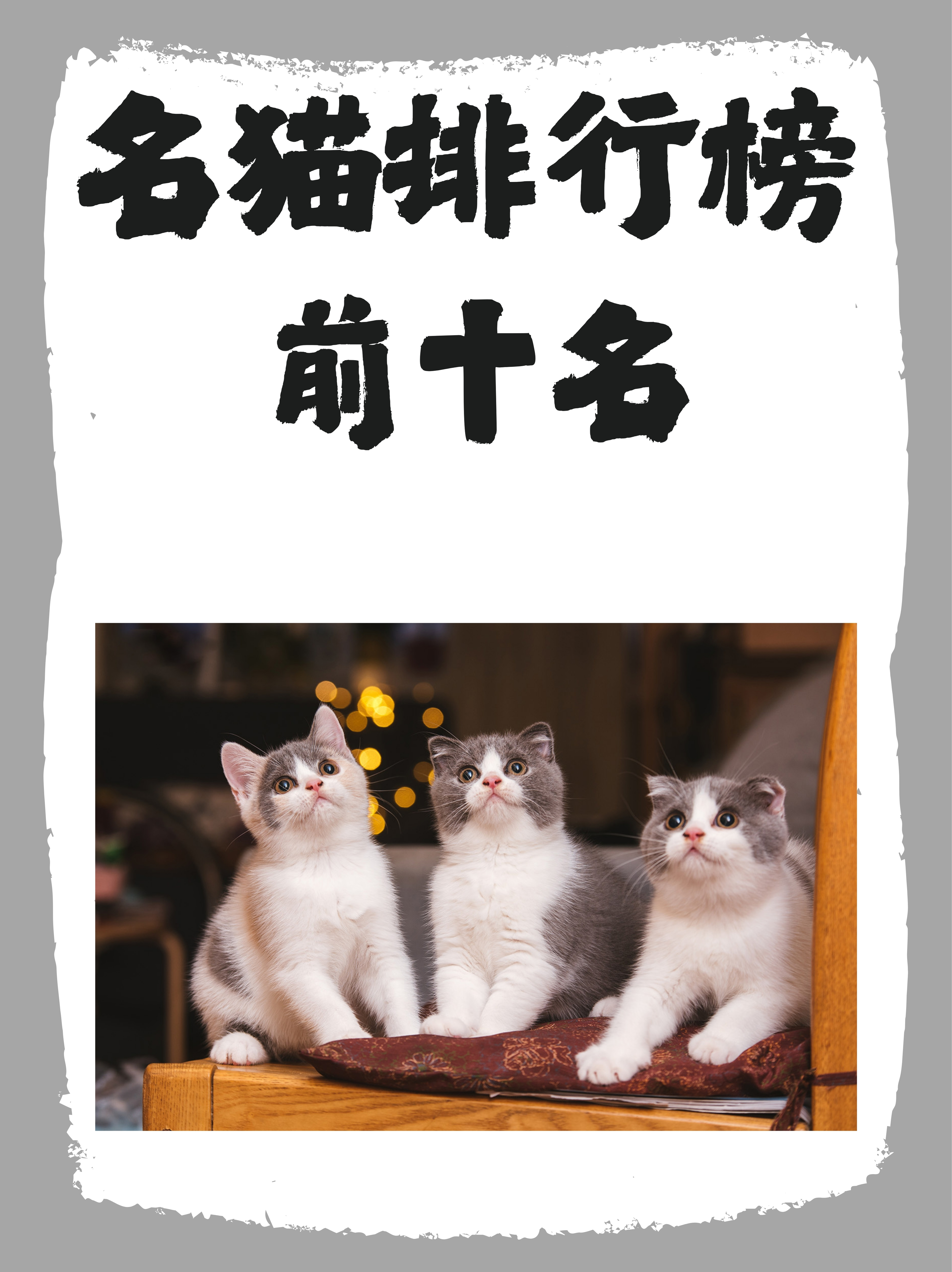 1 波斯猫高贵典雅的猫中王子