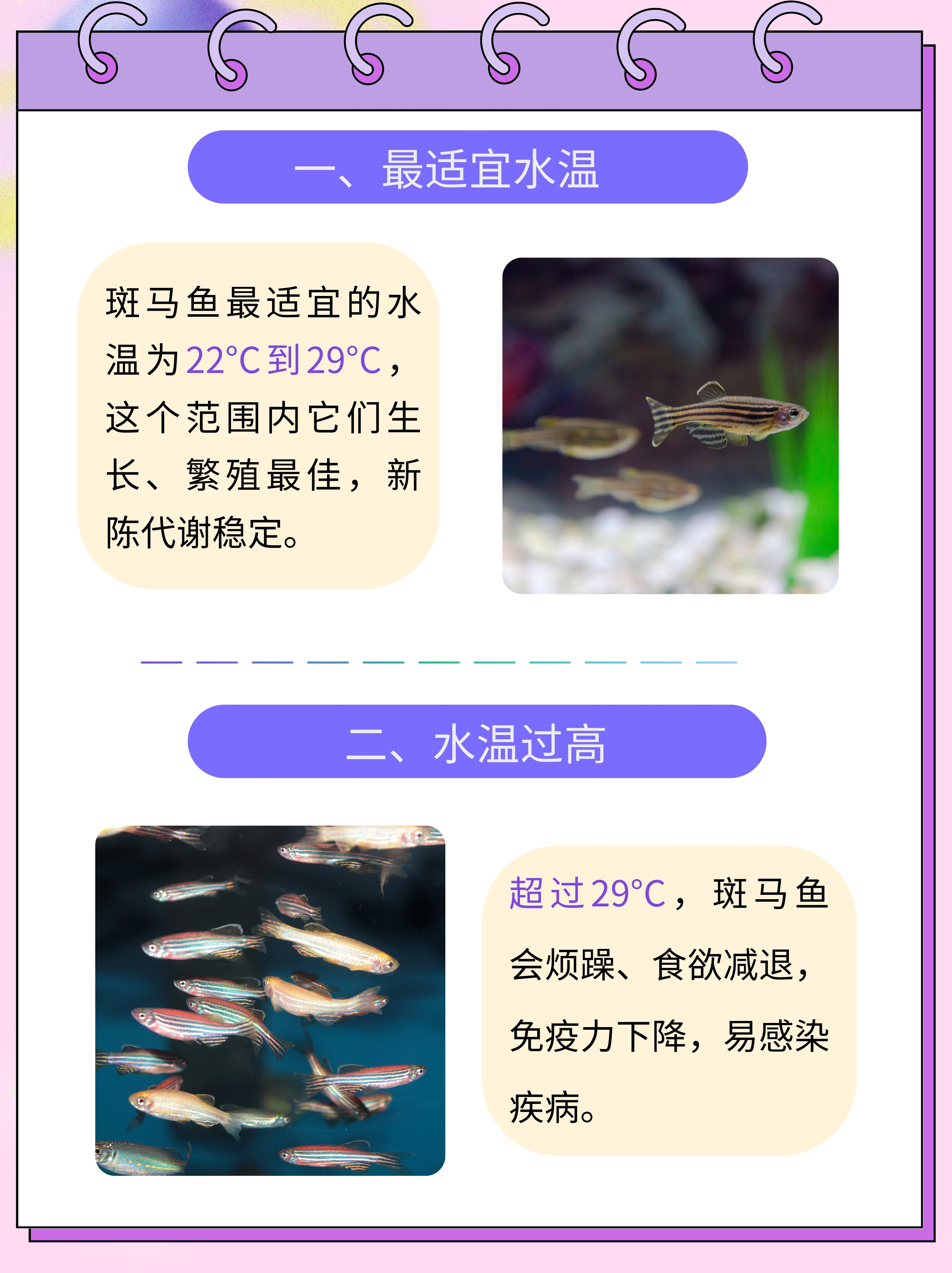 马鲷鱼水温图片