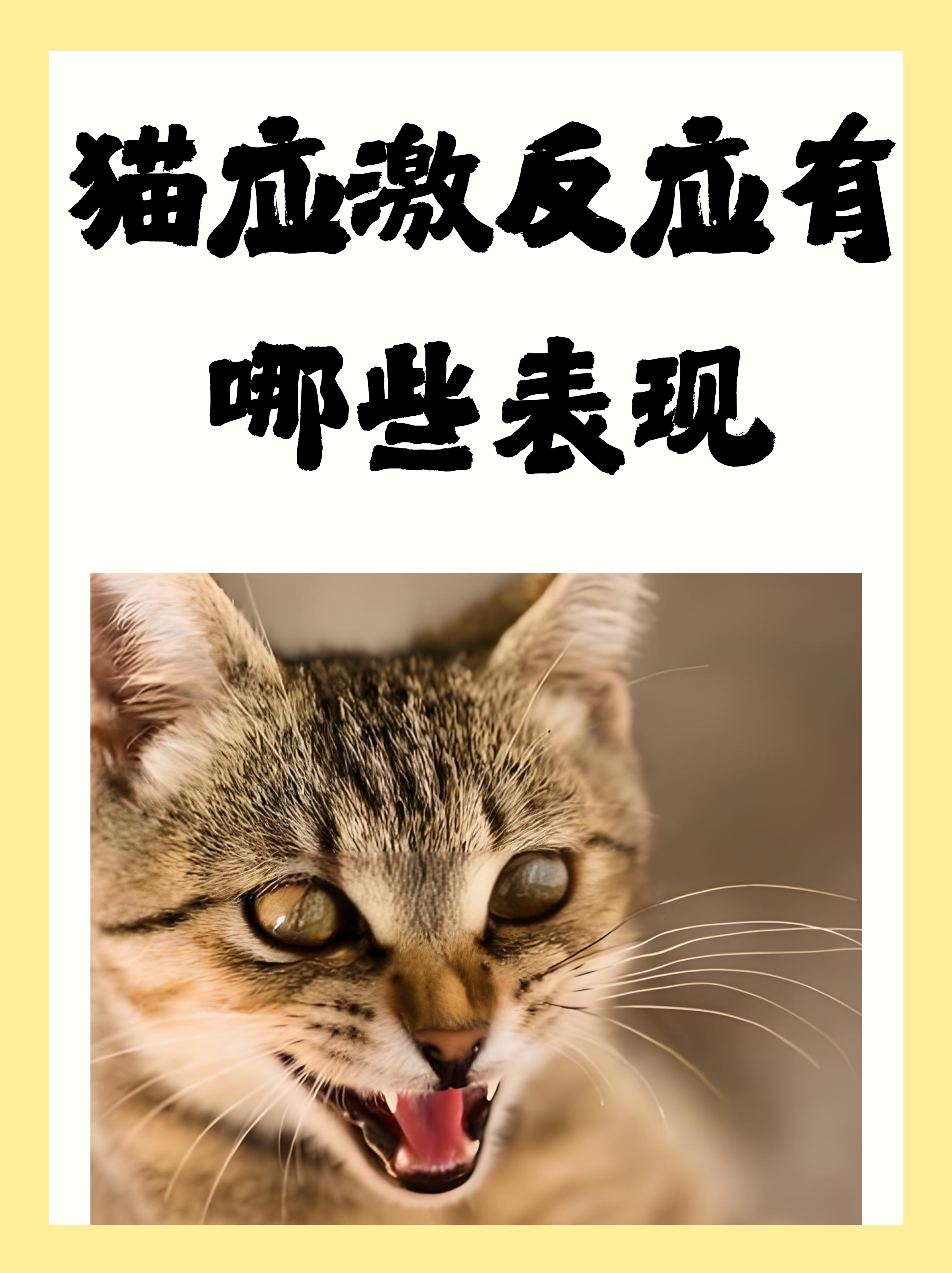 猫咪在遇到压力或刺激时,会有一些特定的表现,这些就是应激反应啦!