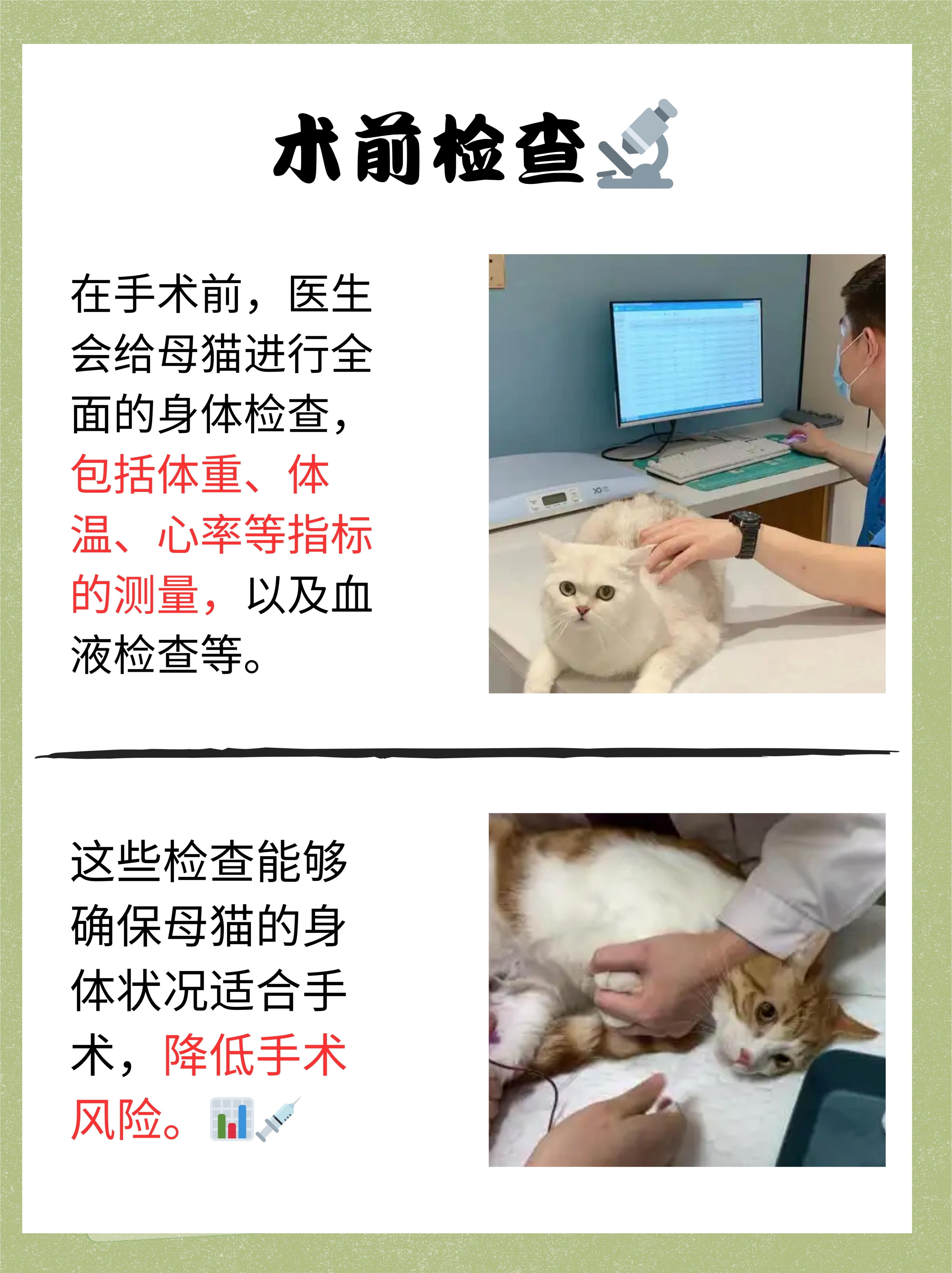 为什么猫要做绝育