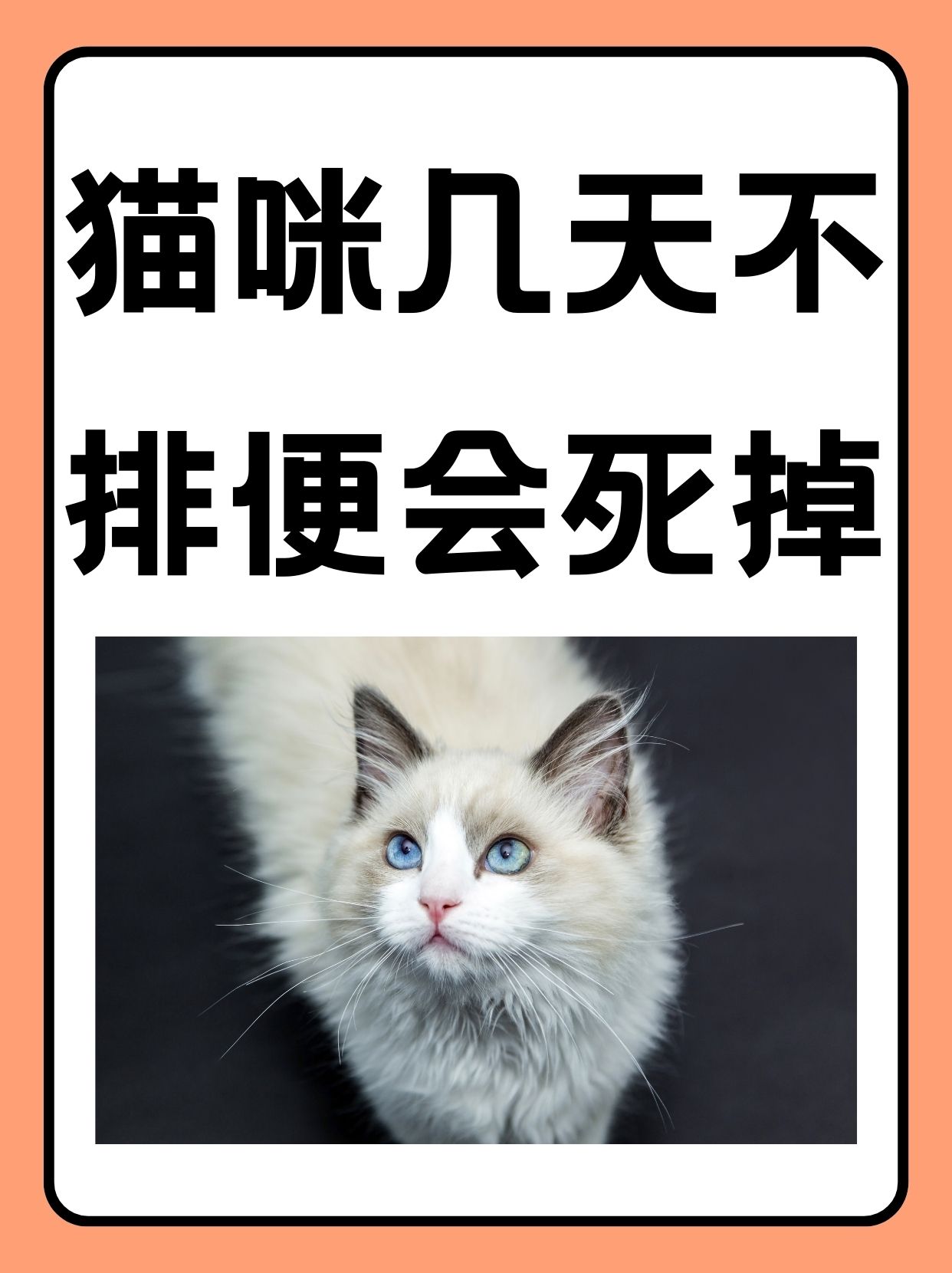 猫咪几天不排便会死掉 hey小伙伴们,今天咱们来聊聊一个让人揪心的