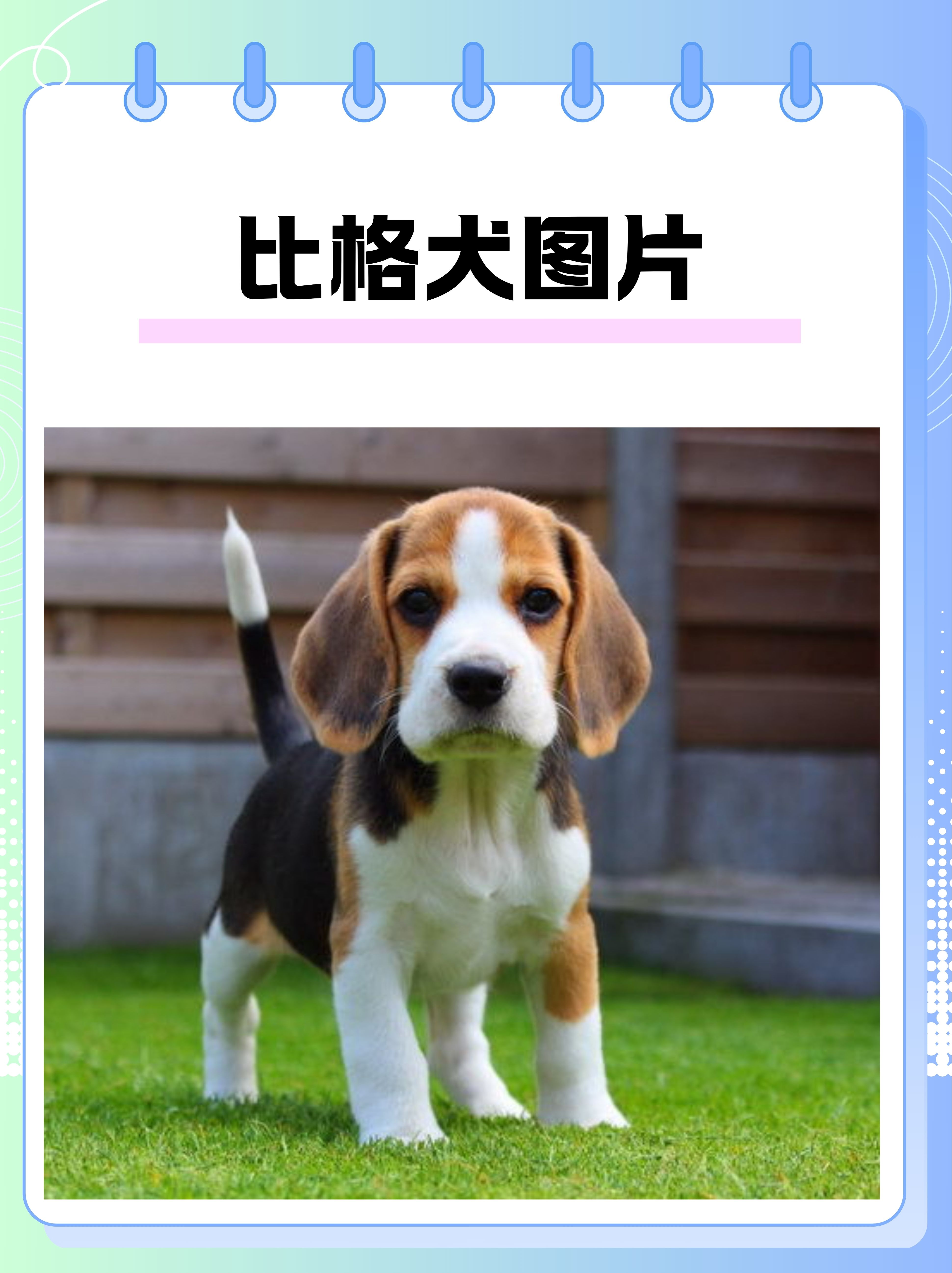 哈利犬和比格犬的图片图片