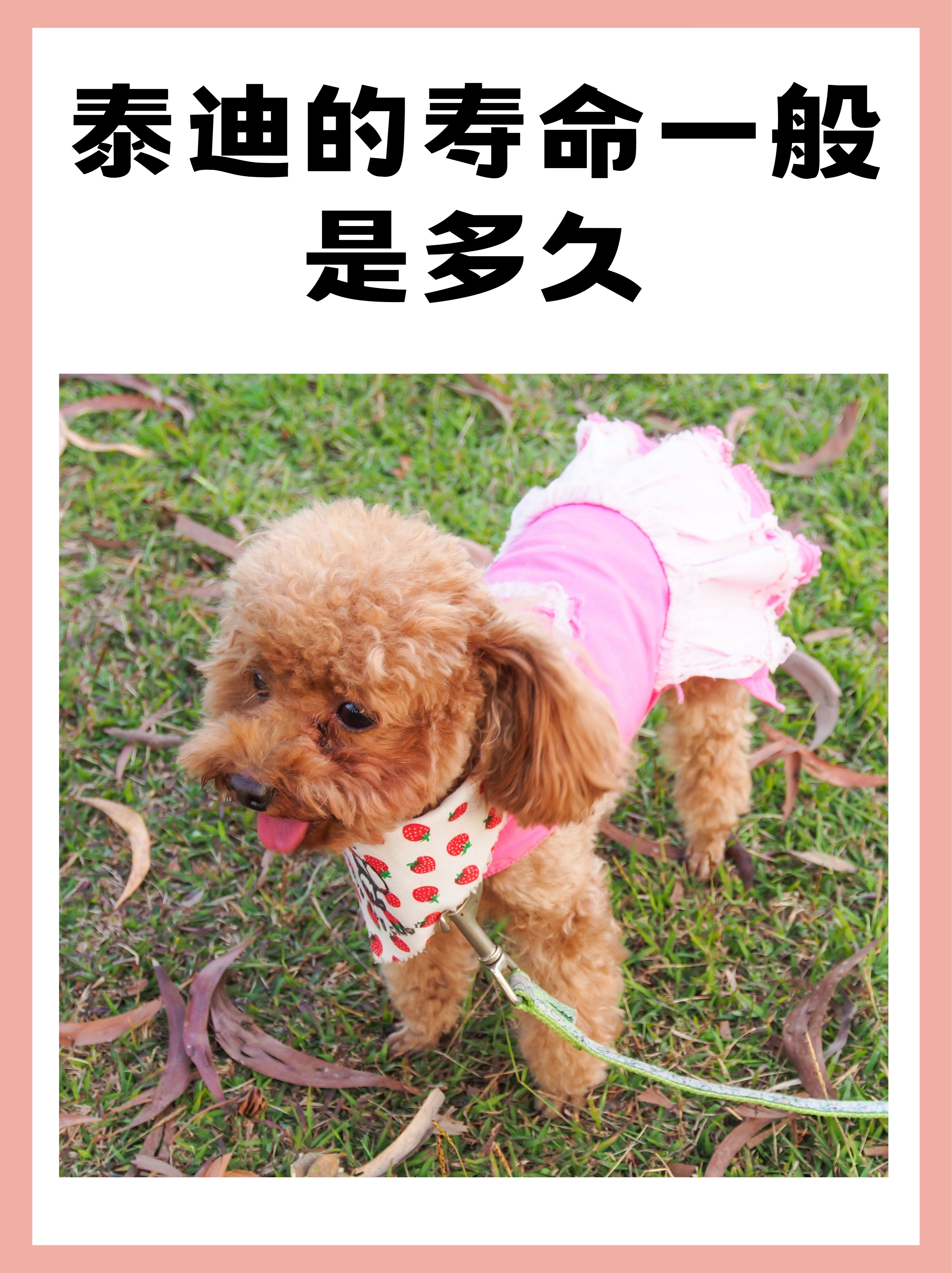 泰迪的寿命一般是多久  1.