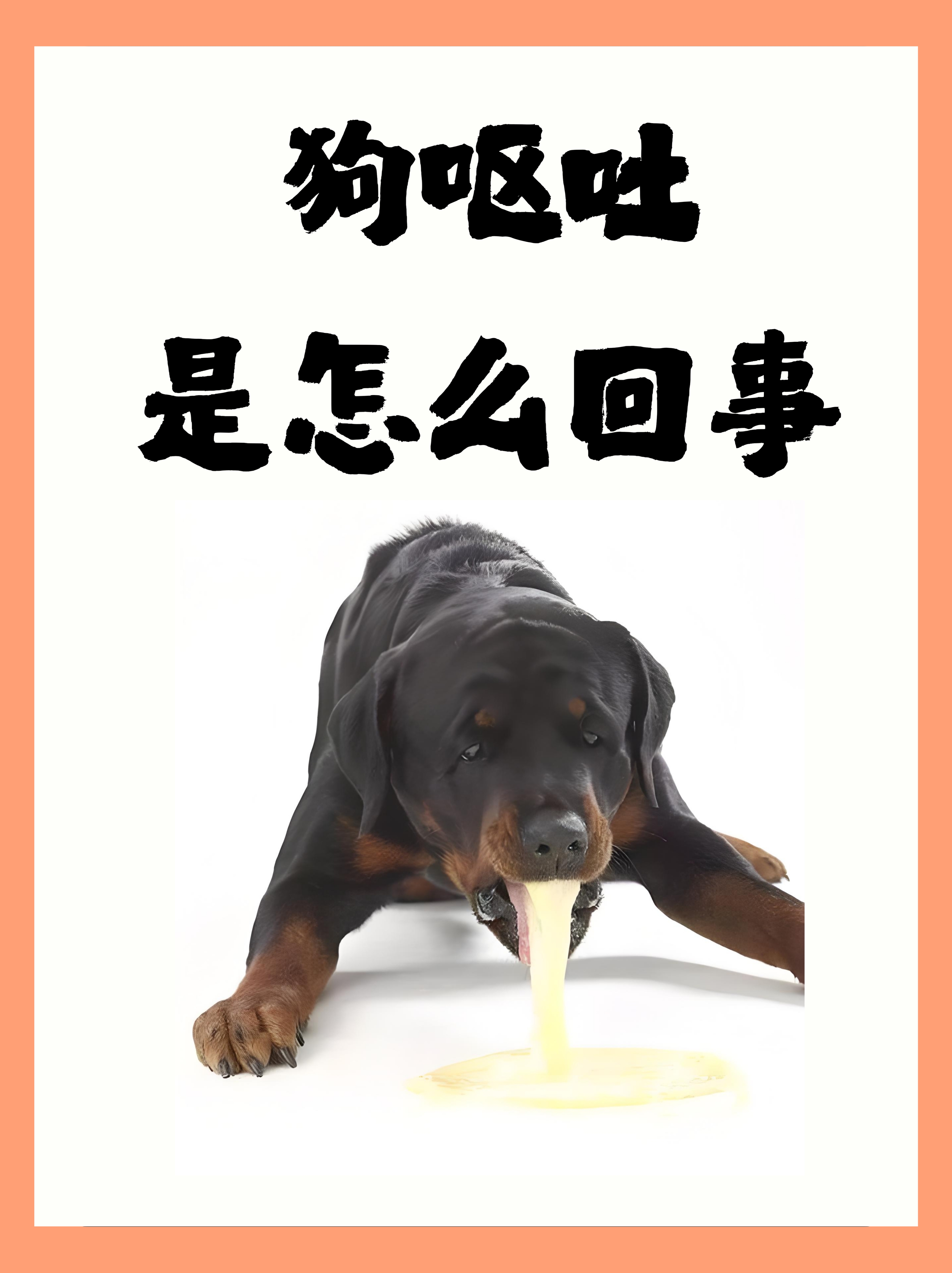 为什么经常吐