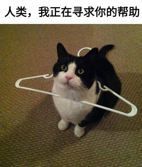 社畜日常:每次困在繁重工作中的你,都是这只卡在衣架里的猫,挣扎无果