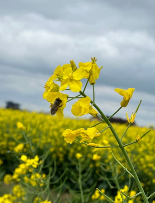 千垛景区最佳游览时间: 千垛景区,又称千岛菜花风景区,位于江苏省泰州