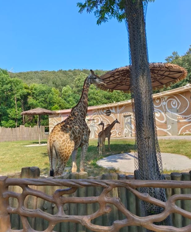 武汉野生动物园在哪里: 武汉野生动物王国位于湖北省武汉市蔡甸区乌梅