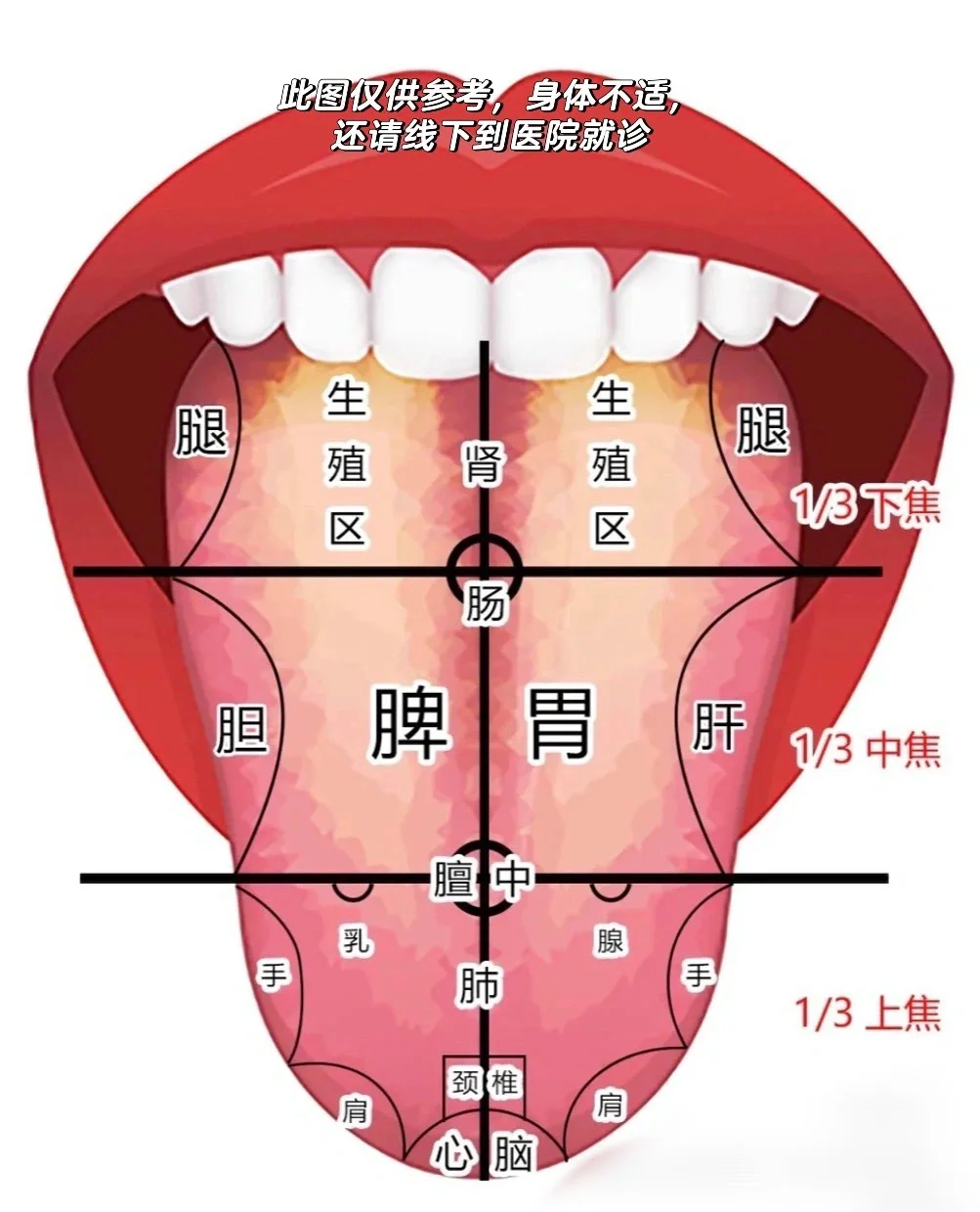 的反射区示意图舌像全息脏腑区位舌象对应的痔疮反射区舌下对应的脏腑