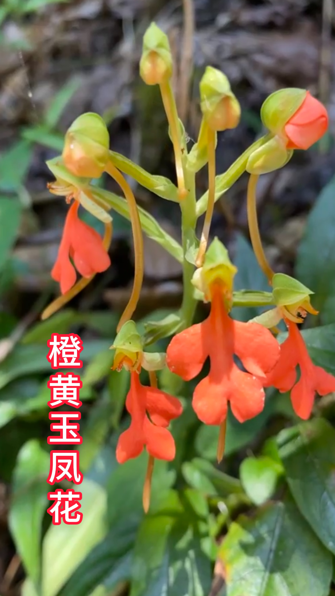 它叫橙黄玉凤花,我们经常把它种在房前屋后,开花的时候,好看极了