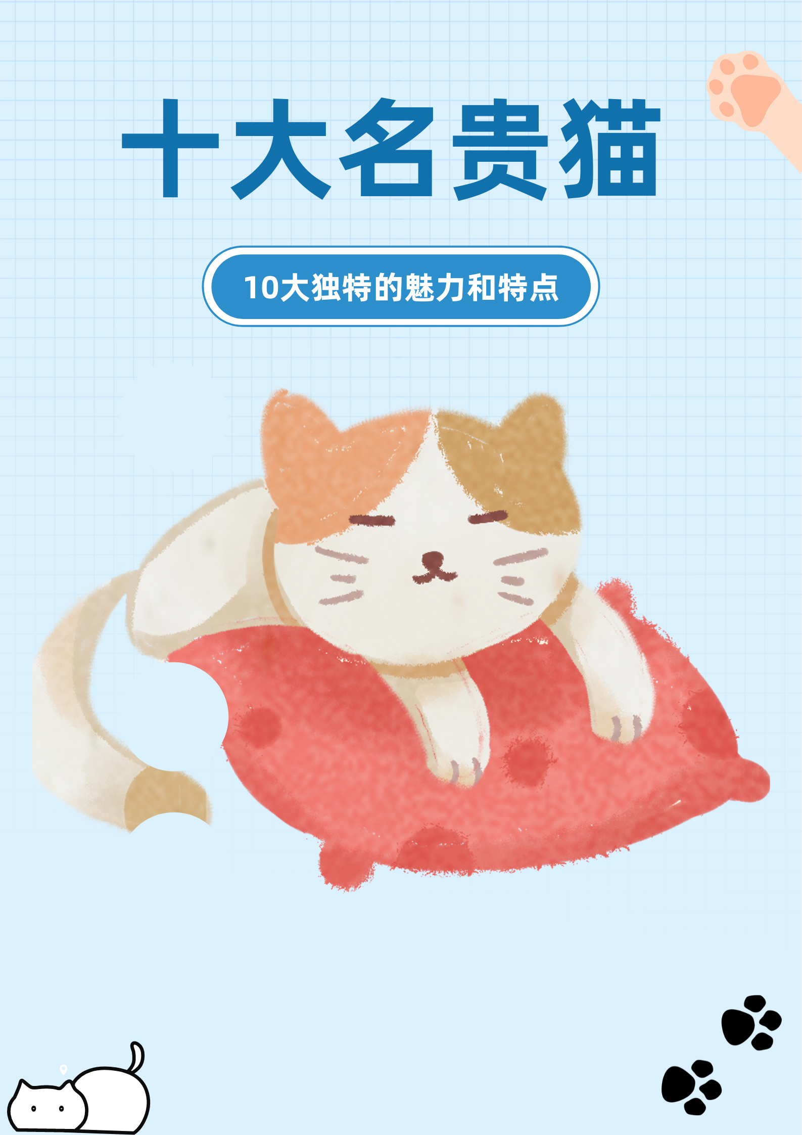 阿什拉猫图片