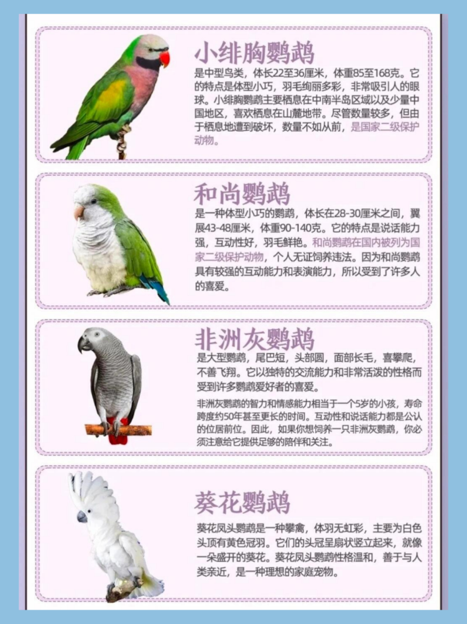 虎皮鹦鹉比较好养,适合新手