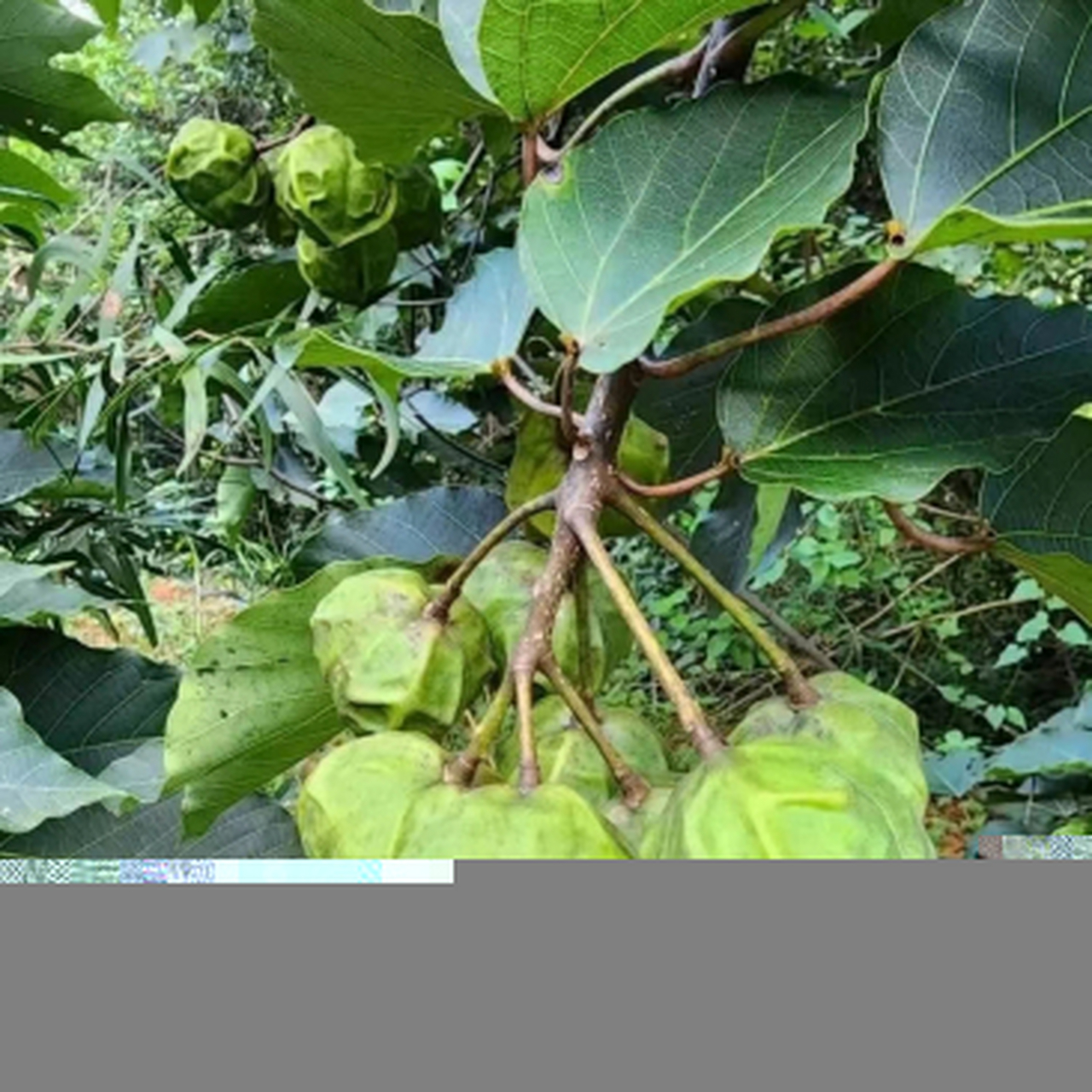 在爬山时遇到一种果子长得像核桃的果树,这可能是一种核果类的果树.