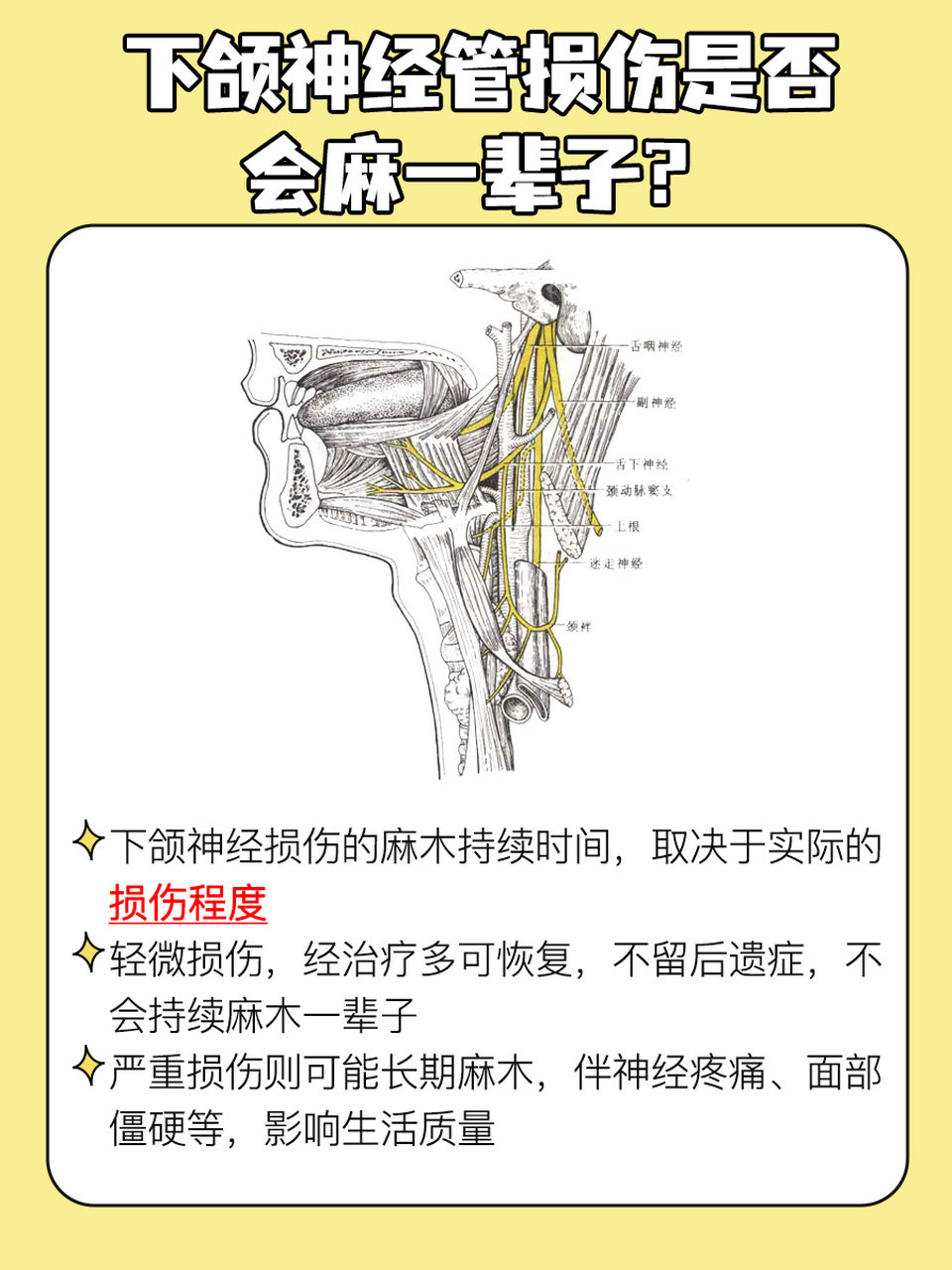 口腔麻醉神经分布图片图片