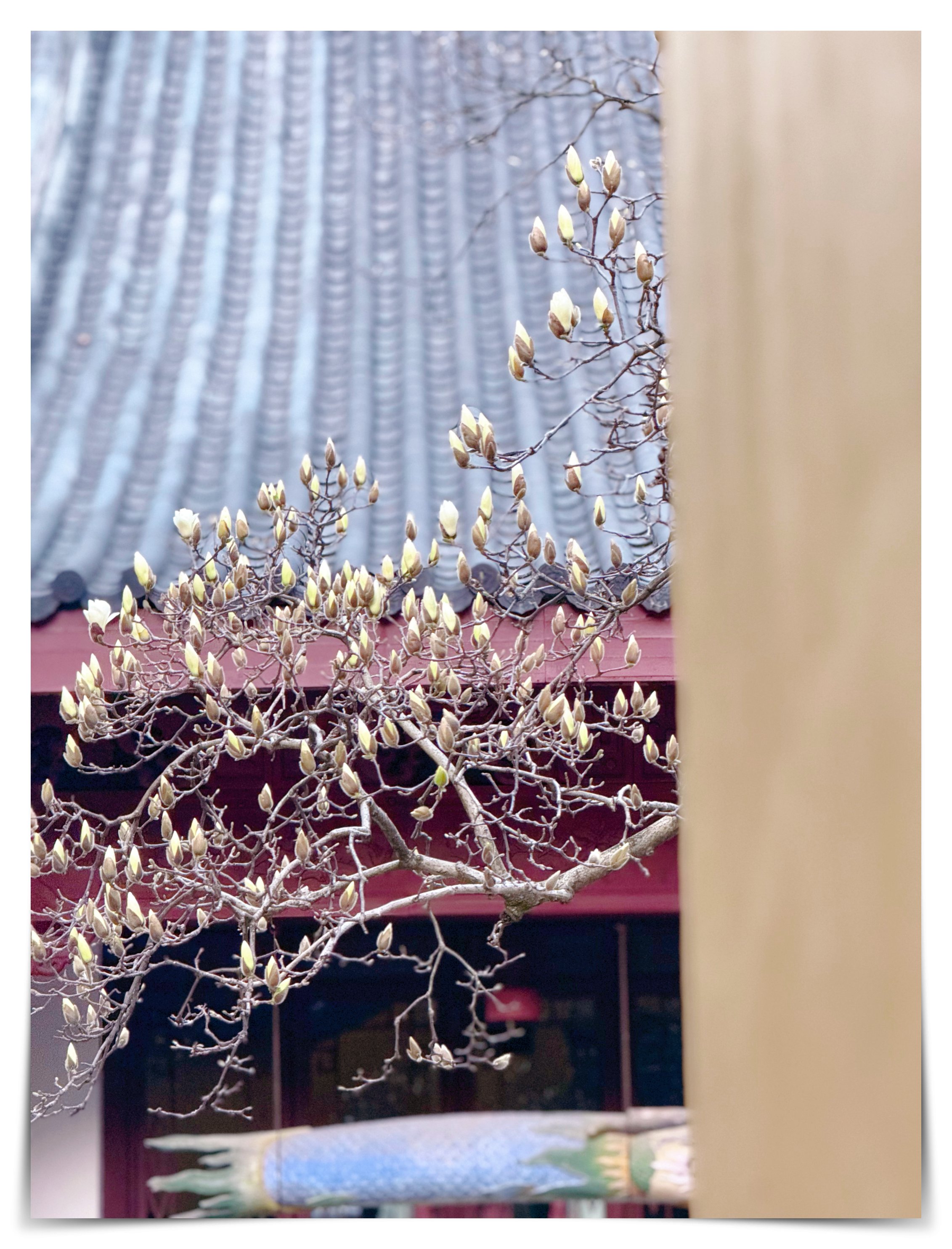 不知道法喜寺的玉兰花有没有悄悄绽放呢?