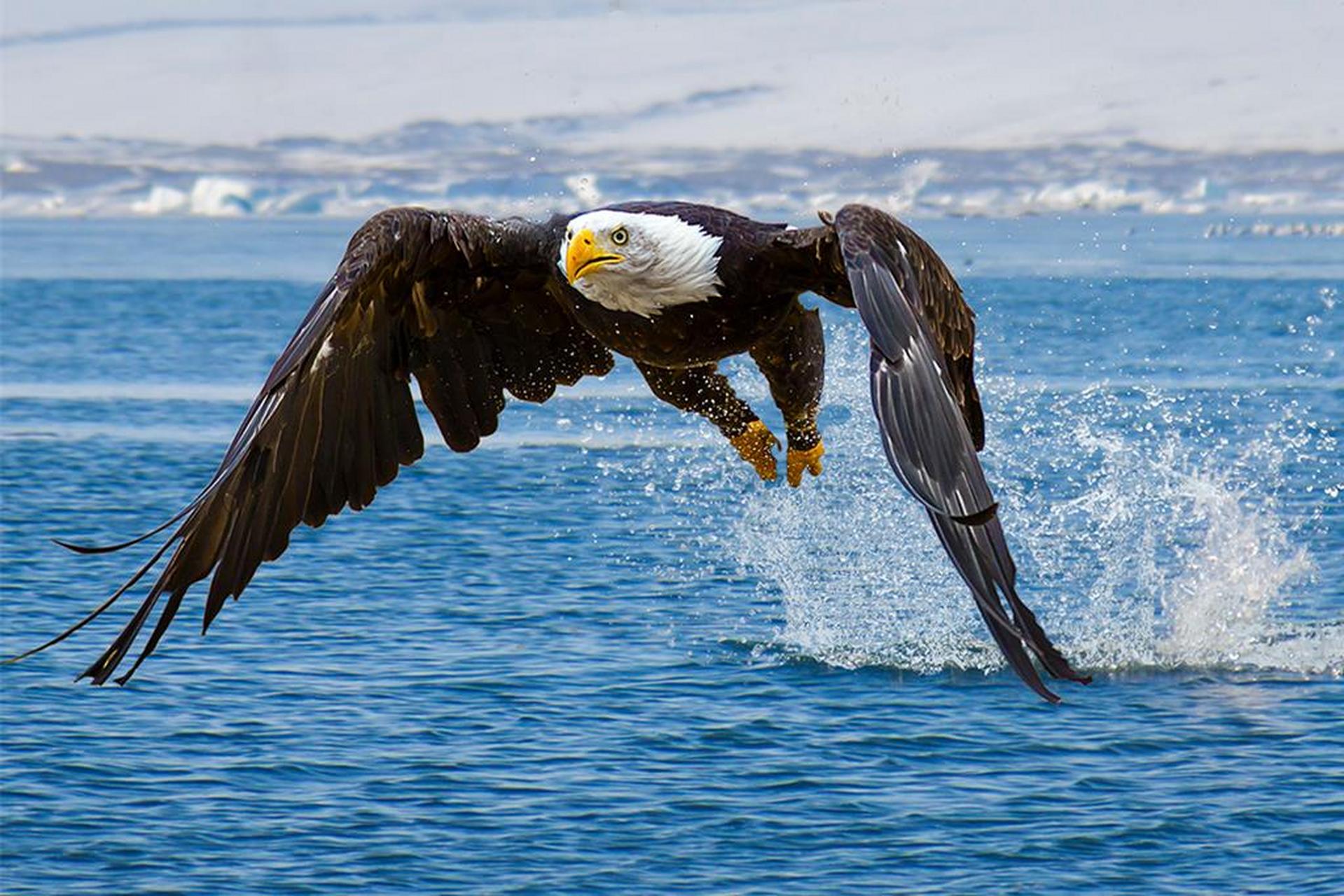 美国参议院终于在7月底通过了一项法案,正式认定白头海雕为美国的官方