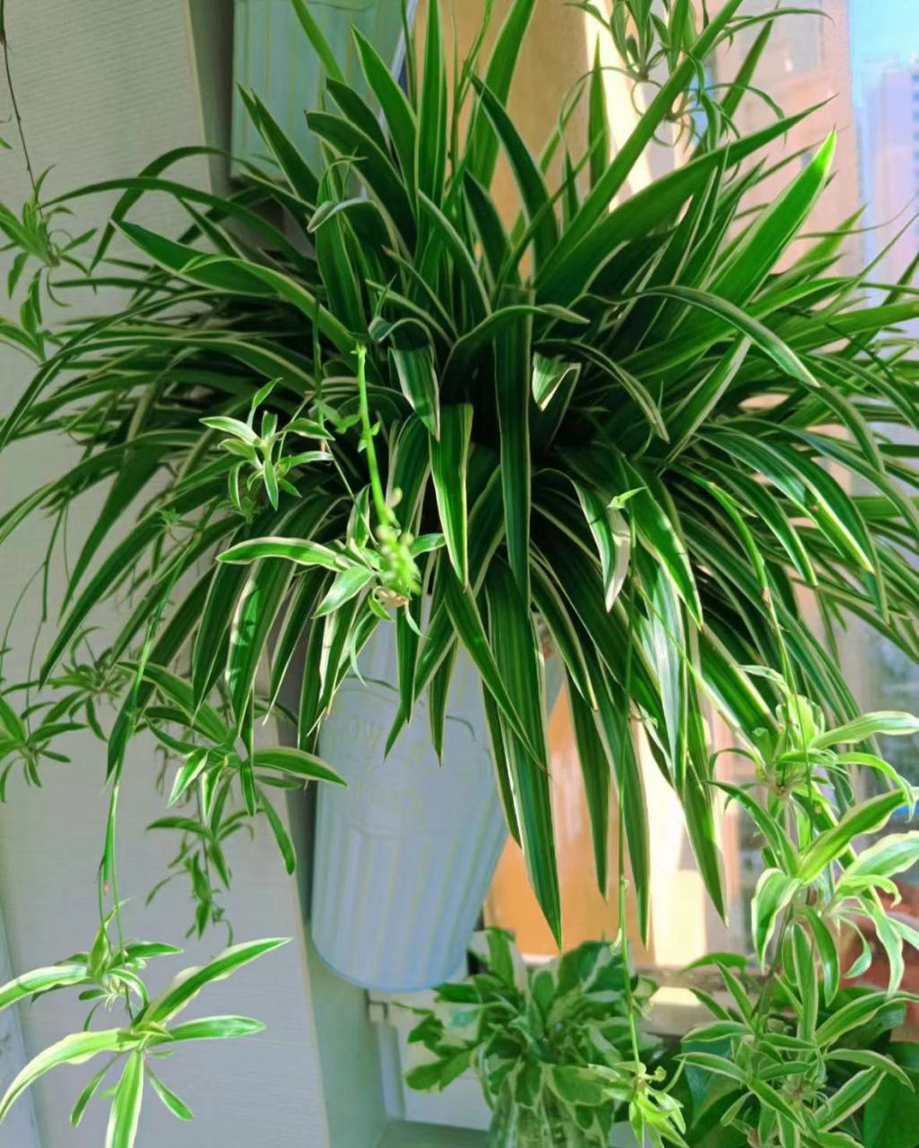 这8款植物喜阴又好养,适合放在室内!