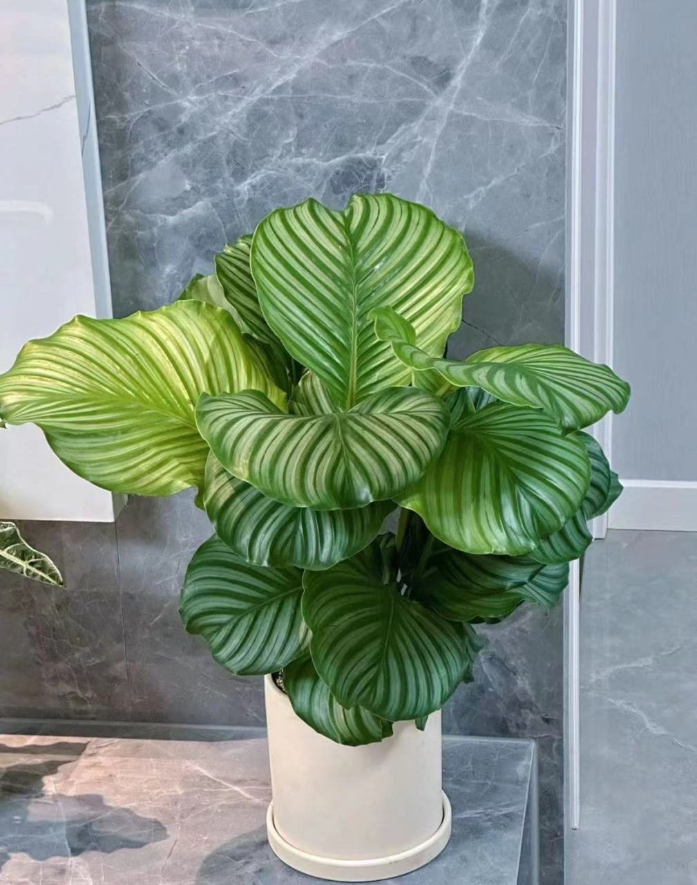 这8款植物喜阴又好养,适合放在室内!