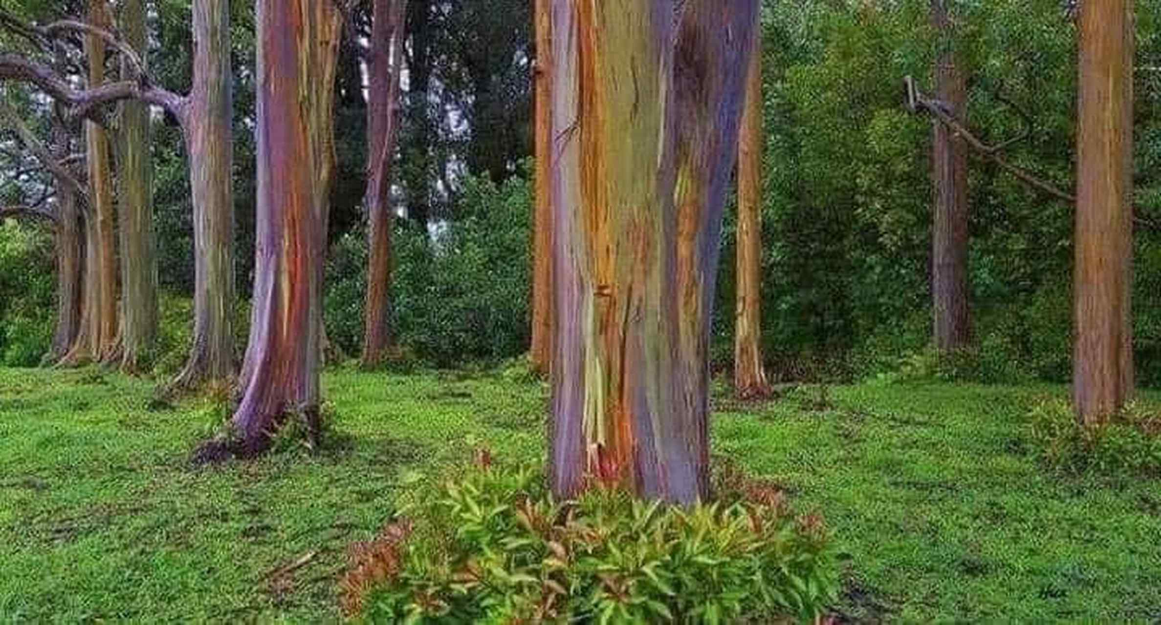 彩虹桉树——地球上最色彩斑斓的树 96 9978 由于树木不会一次