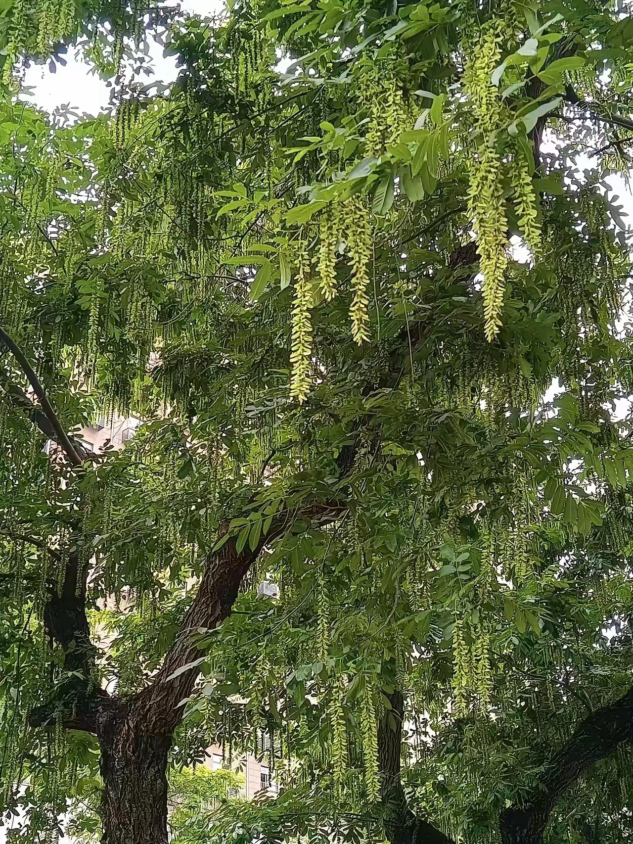 小当槐花长大样子图片