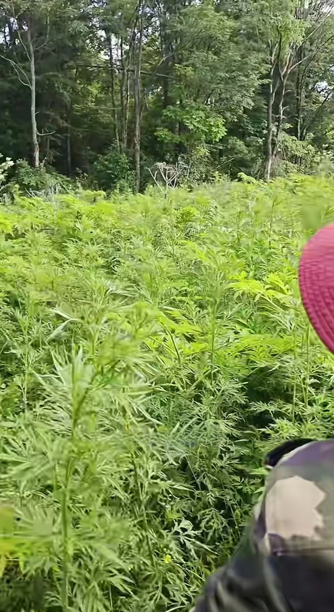 放在厕所里都不生蛆.家人们,见没见过这玩意儿?#热点引擎计划