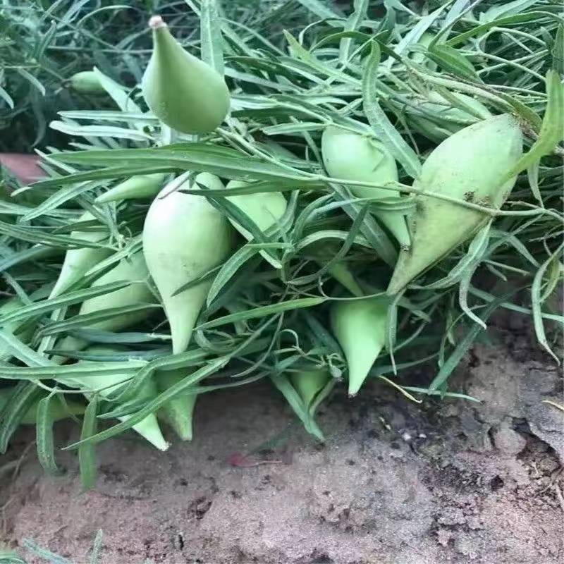 马奶草本野生植物图片图片