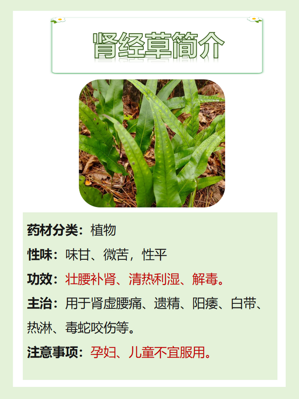 82其实,肾经草一般不能治肾结石.