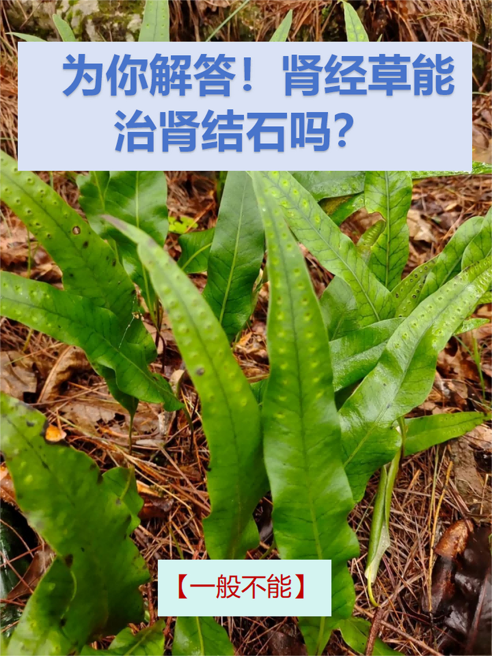 82其实,肾经草一般不能治肾结石.